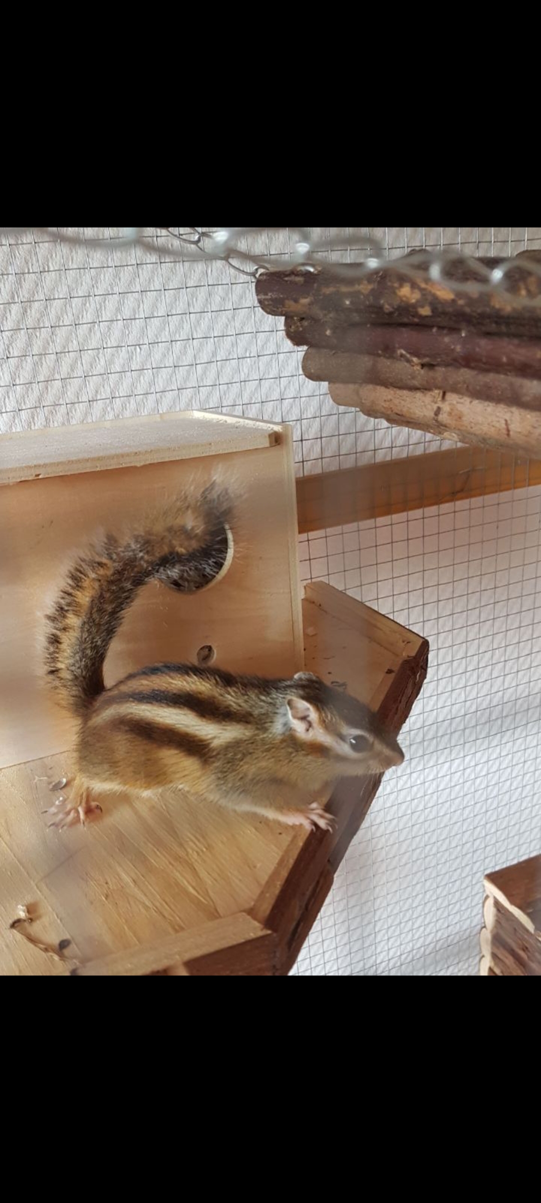 Ich suche ein streifenhörnchen - Nagetiere - Iserlohn