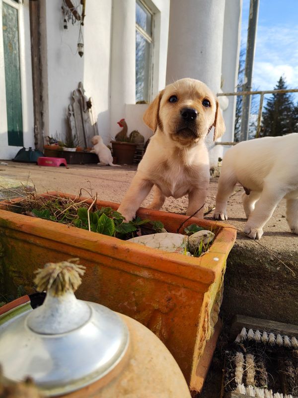 Labradorwelpen reinrassig - Hunde - Berlin