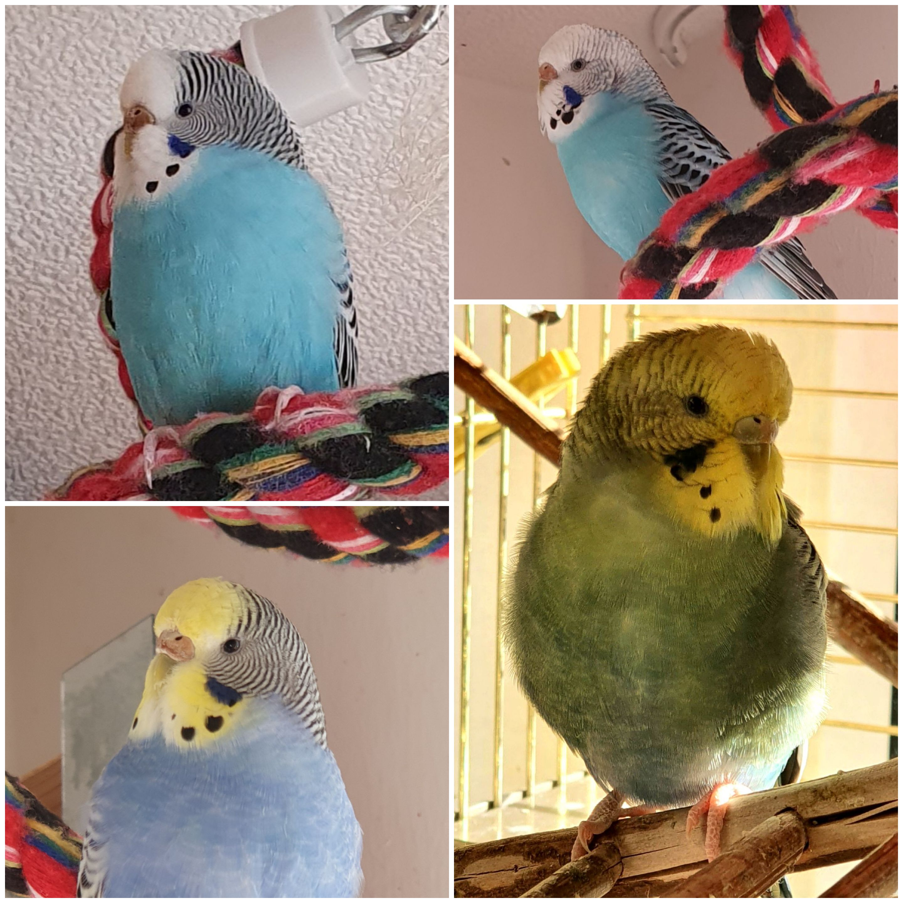 Wellensittiche abzugeben! - Voegel - Bensheim