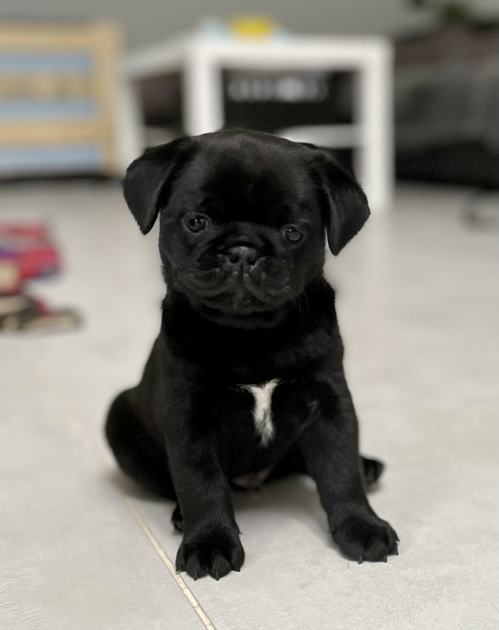 Retromops Welpe Rüde - Hunde - Hollenstedt