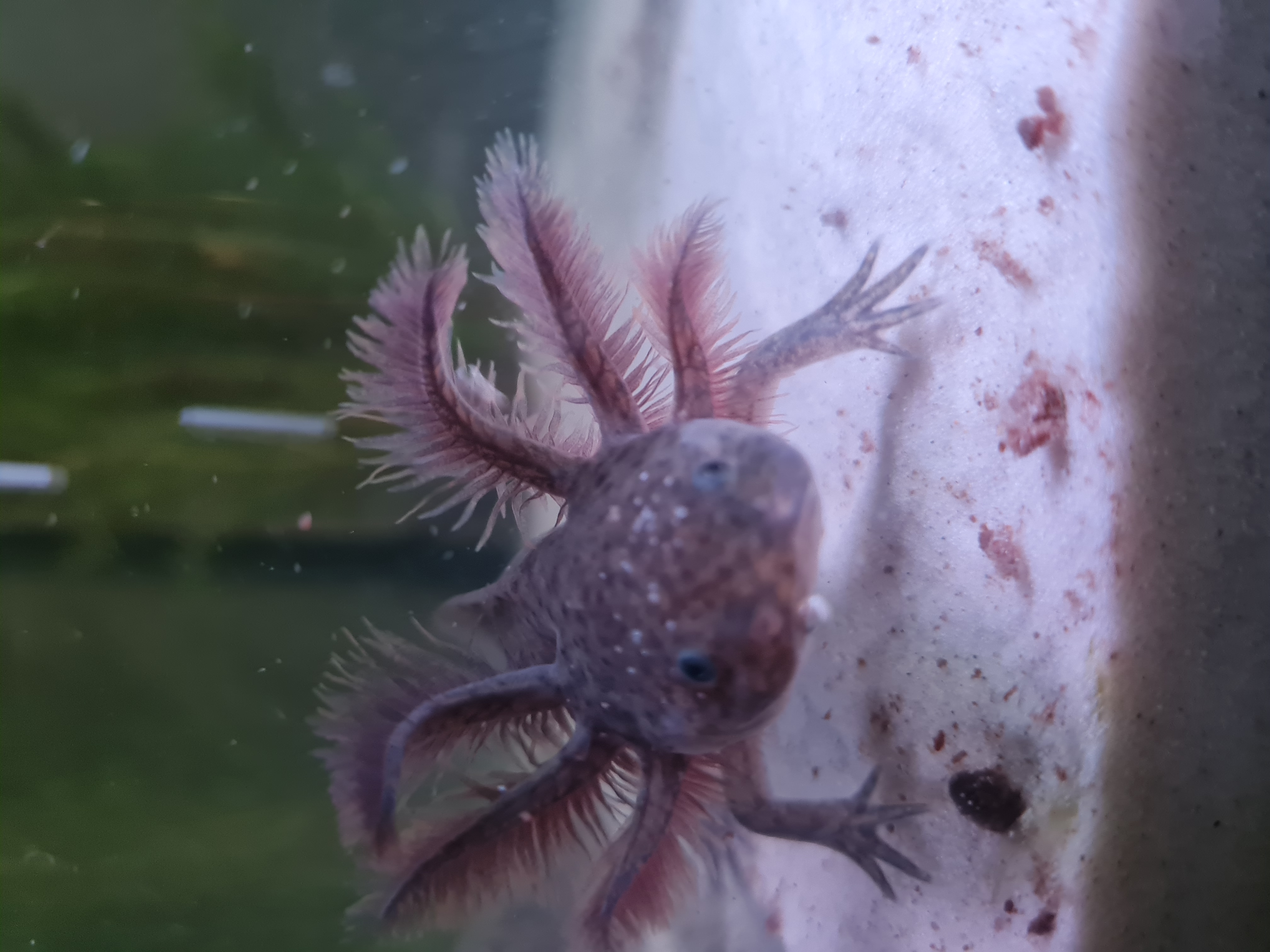 Axolotl Nachzuchten - Amphibien - Brockel