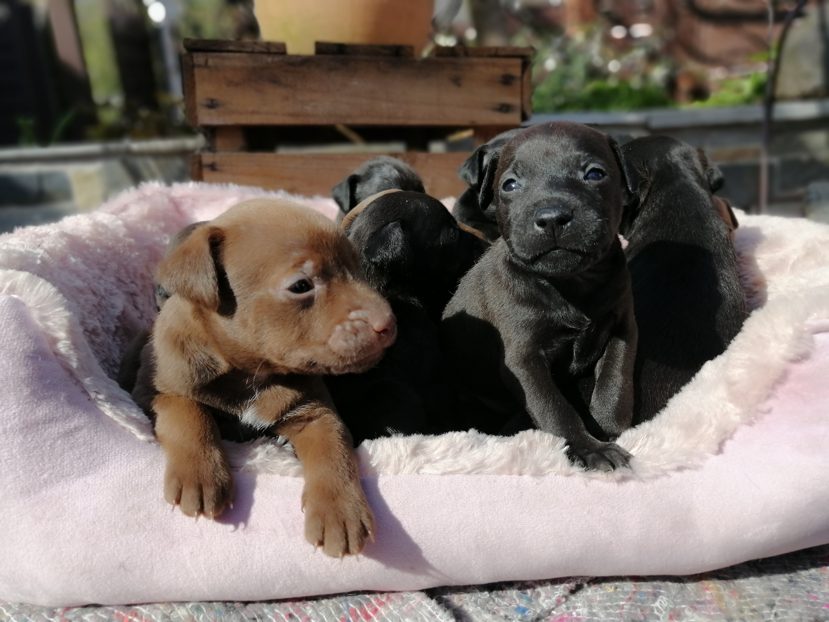 Patterdale terrier - Hunde - Kleve