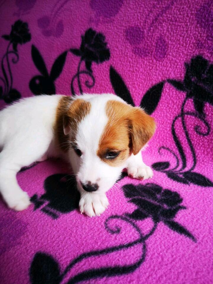 Parson Jack Russel Terrier Welpen - Hunde - Niedersachsen - Seesen