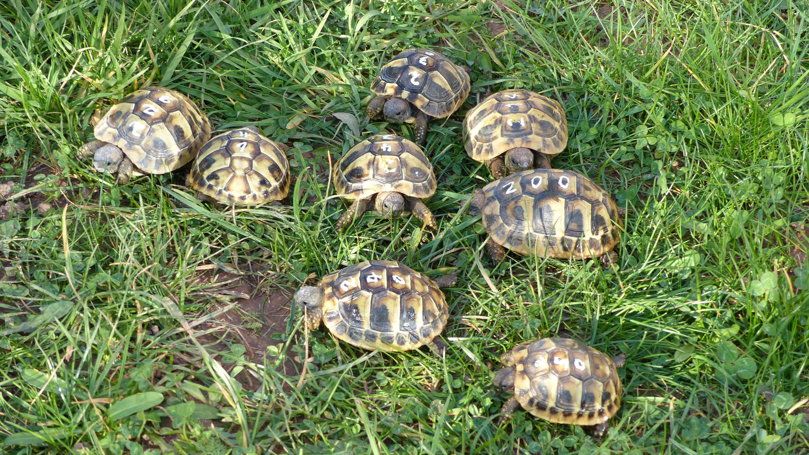 Griechische Landschildkröten, Nachzuchten 2021 - Reptilien - Bad Arolsen
