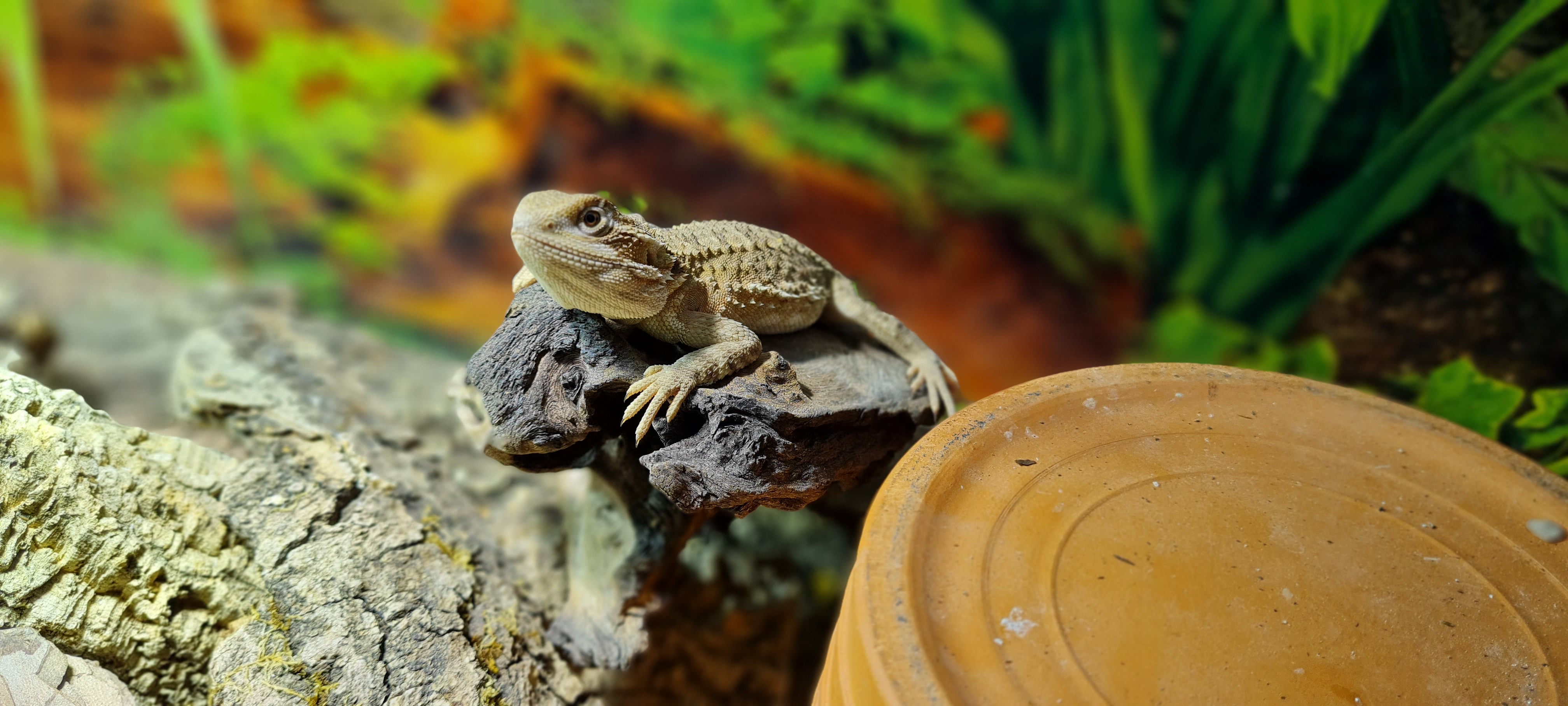 Männliche Zwergbartagame mit UV-Lampe sucht neue Eltern! - Reptilien - Esslingen am Neckar