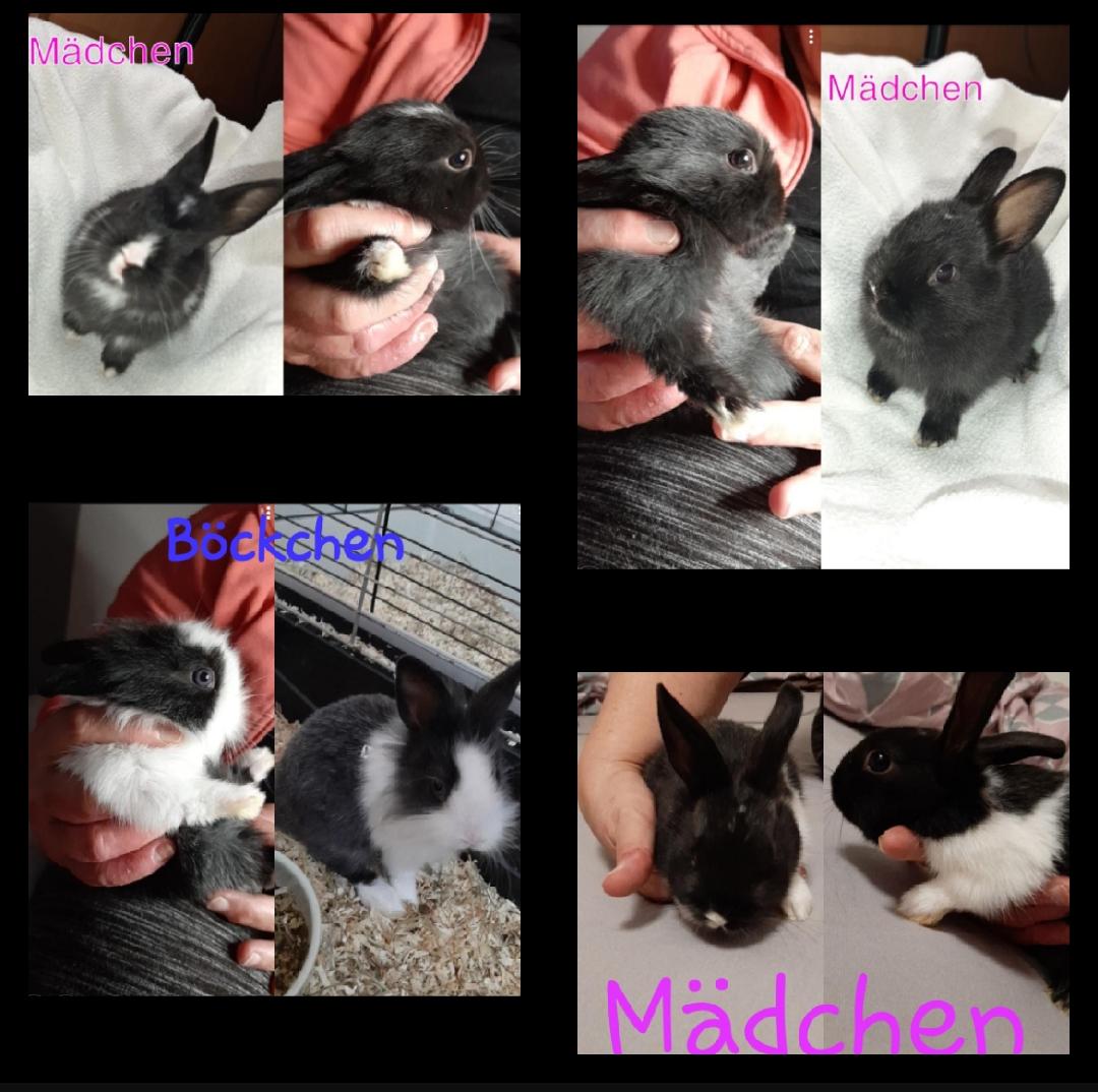 Häschen zu verkaufen - Nagetiere - Wittenberge