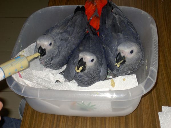 Superzahme sehr liebe Kongo-Graupapageienbabys - Voegel - Dortmund
