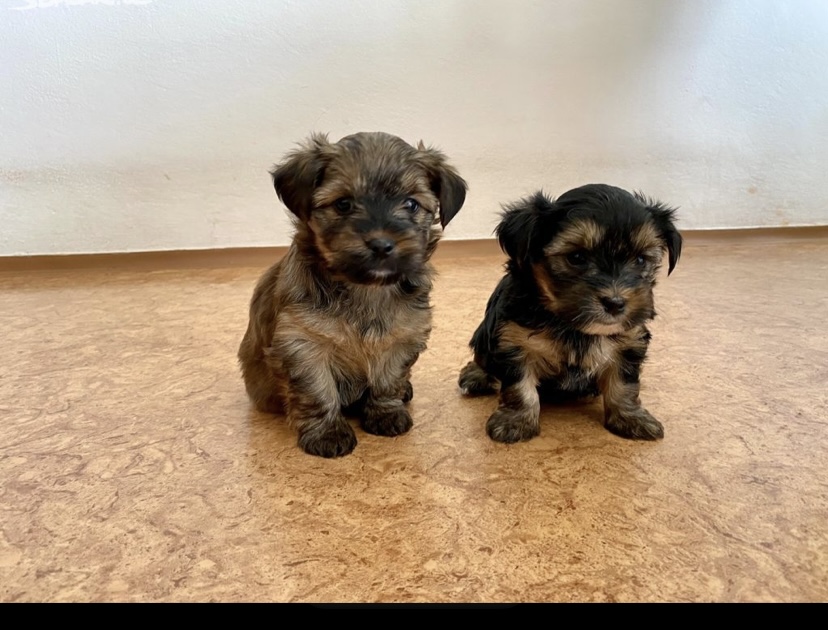 Yorkshire Terrier Black Tan und Ocean Pearl - Hunde - Arzberg