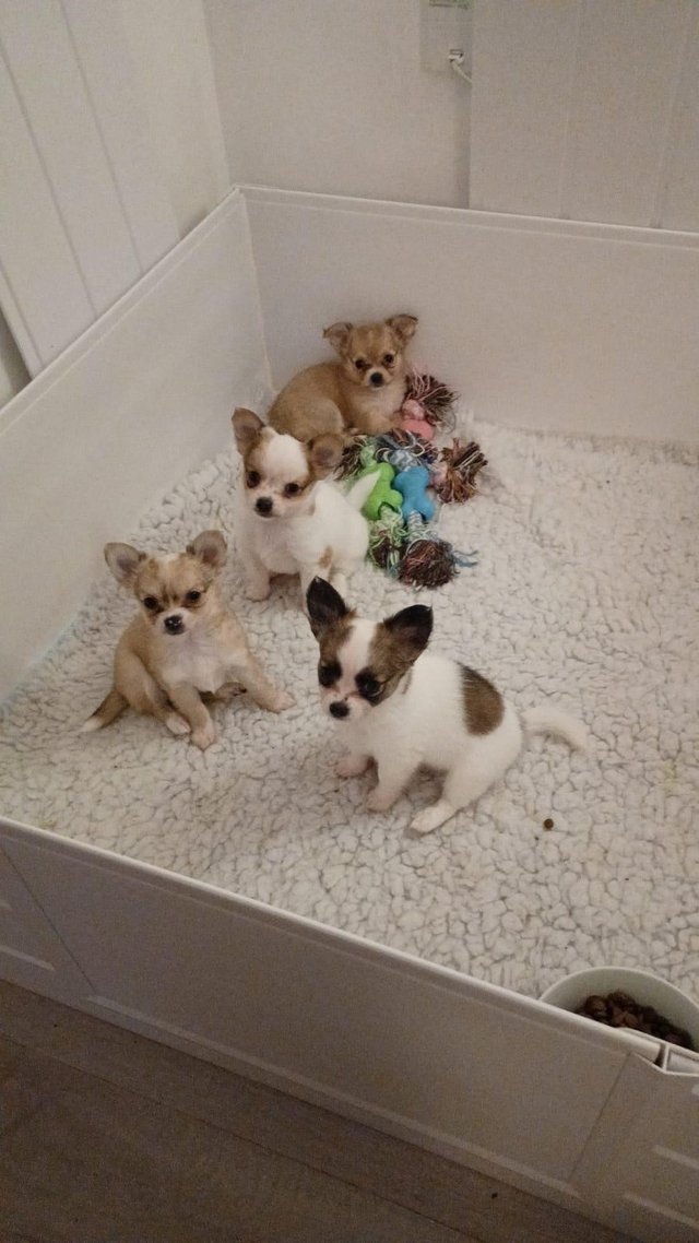 Wunderschöne Chihuahua-Welpen suchen ein Zuhause für immer - Hunde - Stuttgart