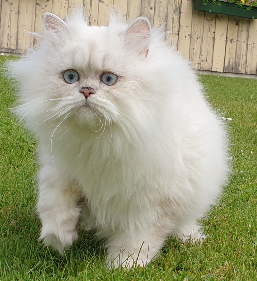 Reinrassiger Perserkater in sehr seltener Farbe - Katzen - Trautenfels