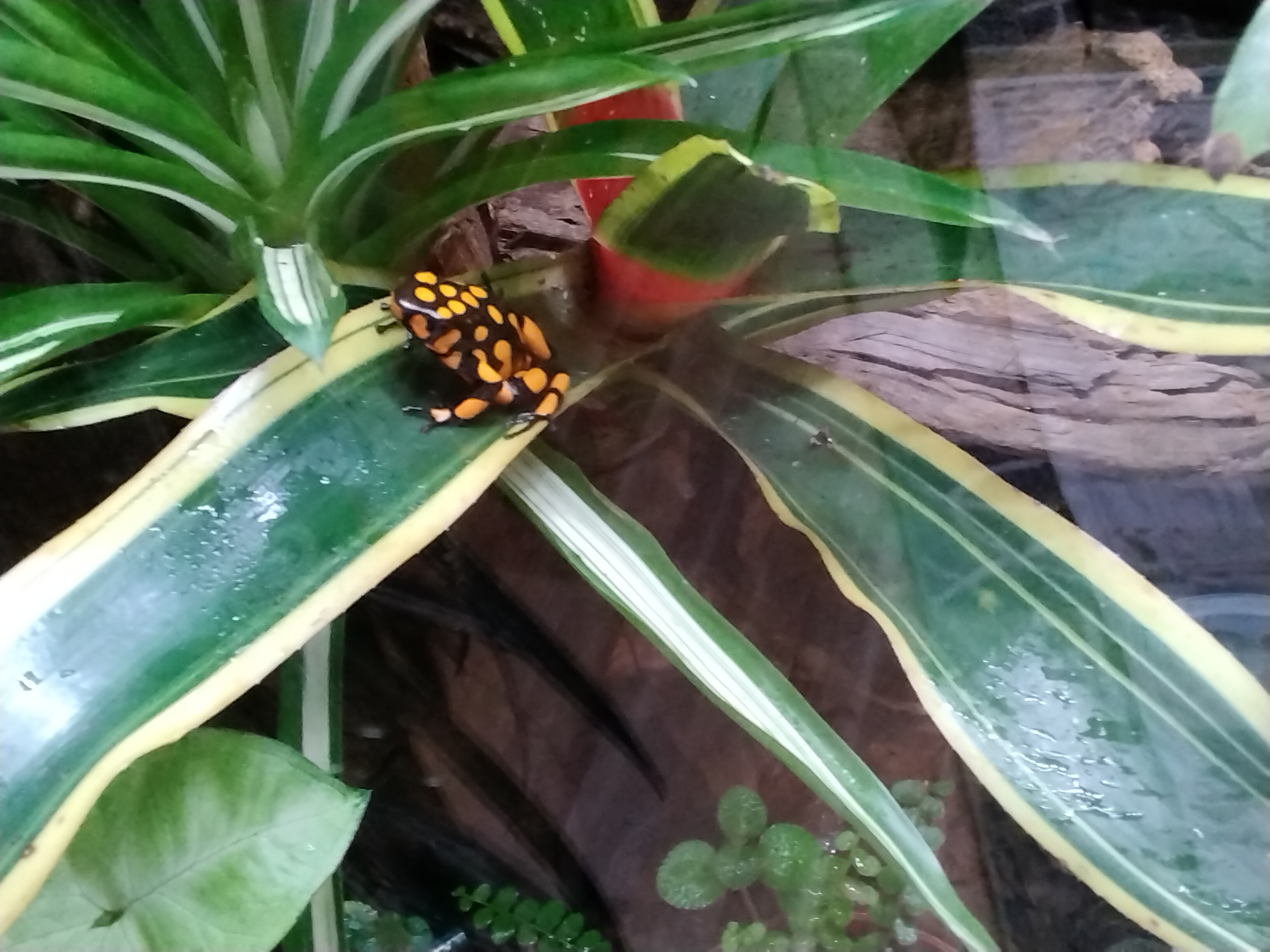 Histrionica Bahia Solano 1.1 und Bullseye - Amphibien - Wurzen