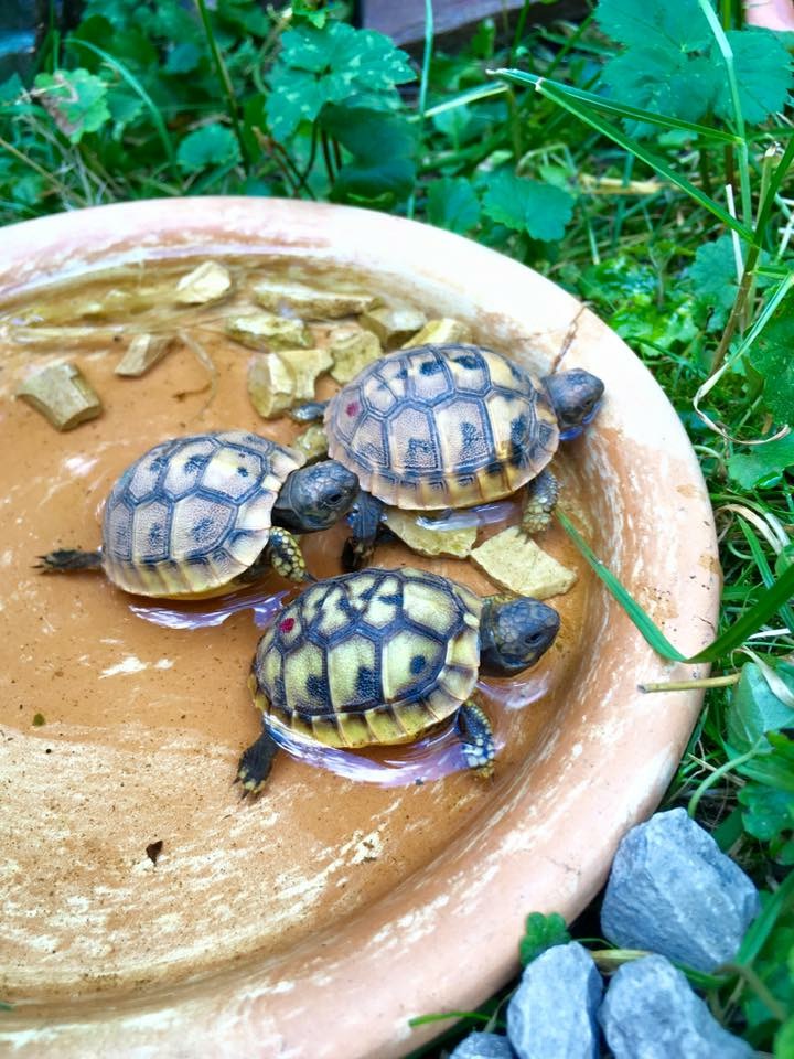 Griechische Landschildkröten Nz 2021 - Reptilien - Altenzaun