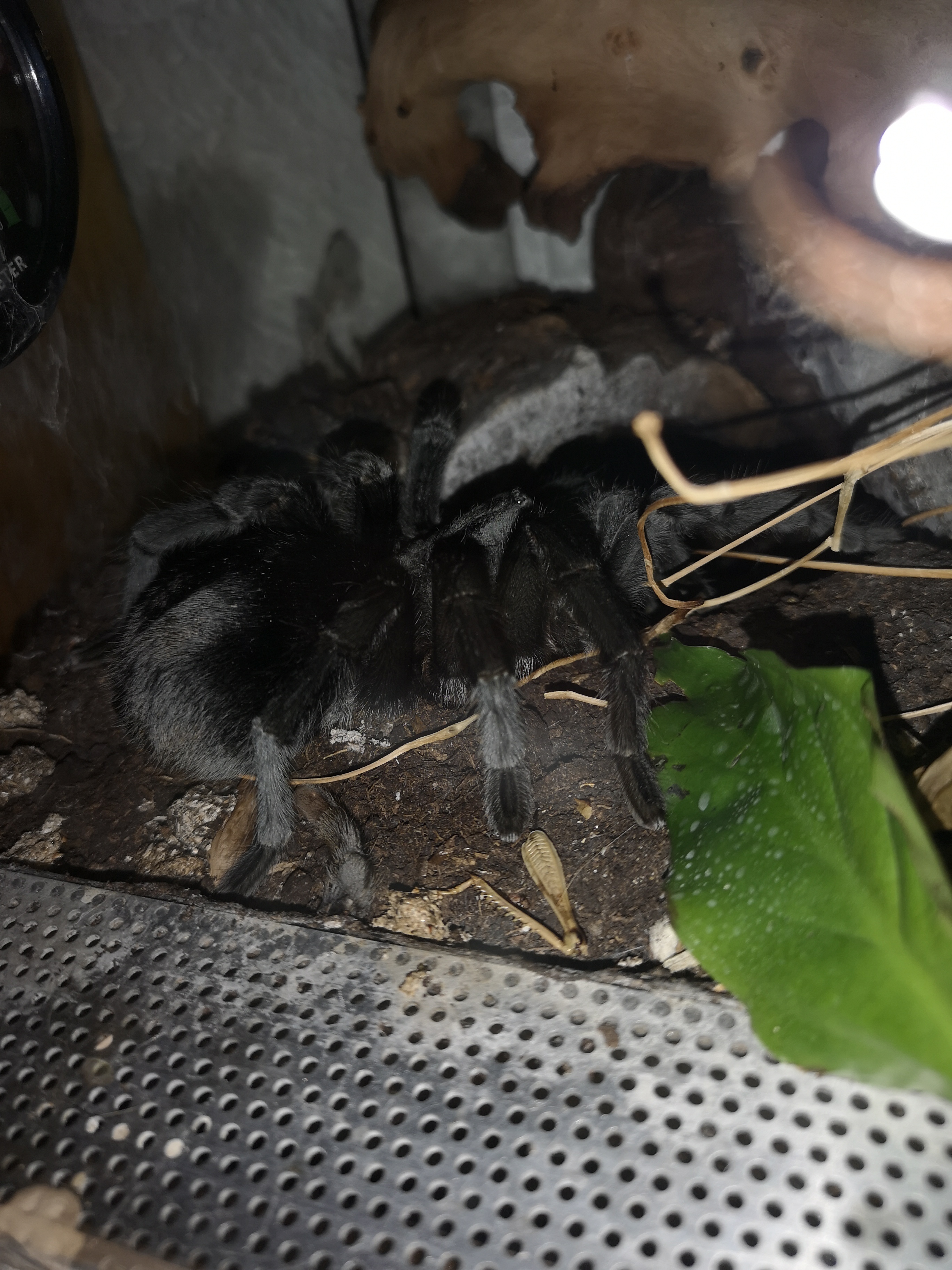 3 Vogelspinnen zu verkaufen - Insekten - Ihrlerstein