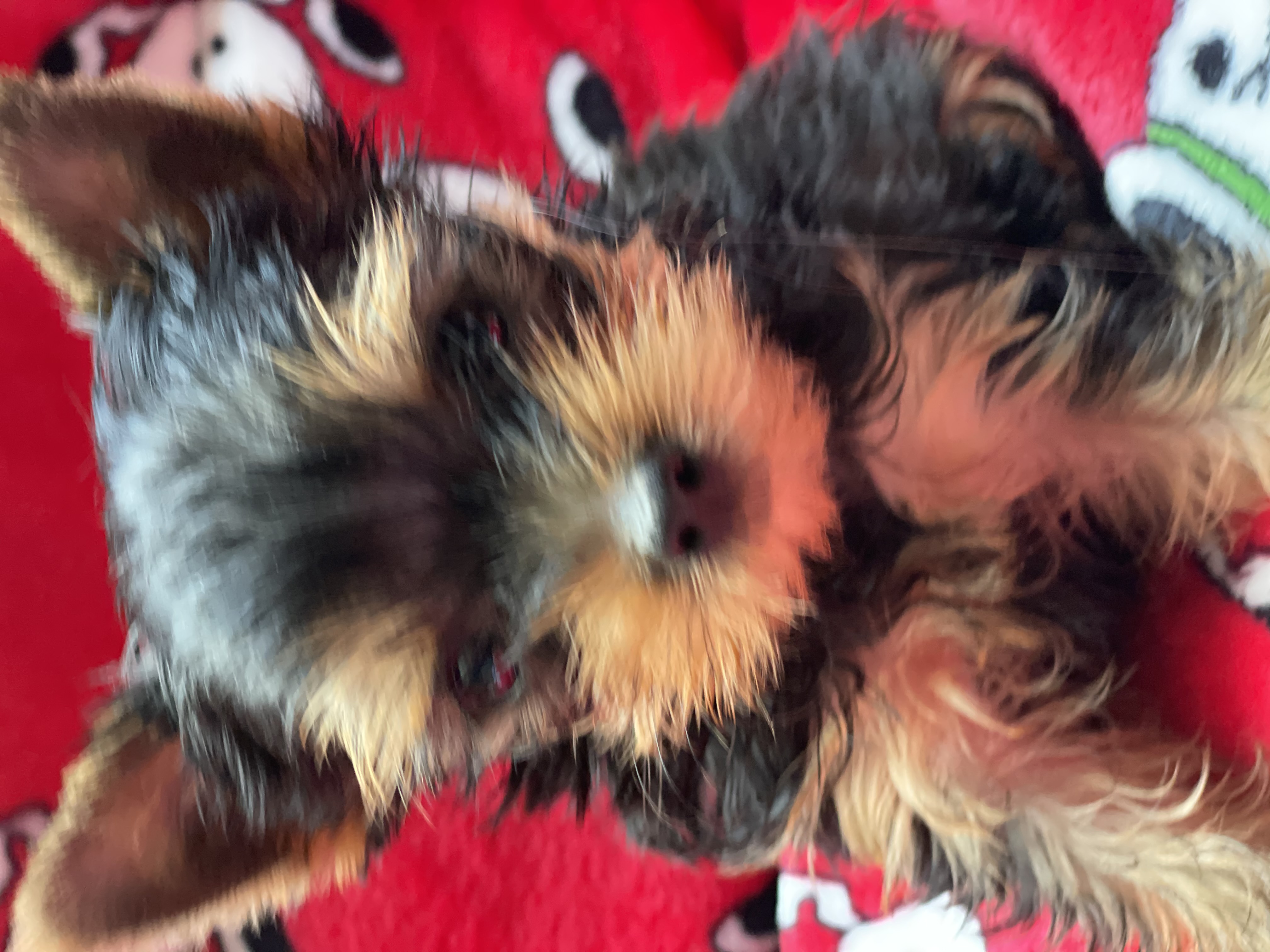 Yorkshire Terrier Welpen abzugeben - Hunde - Nürnberg