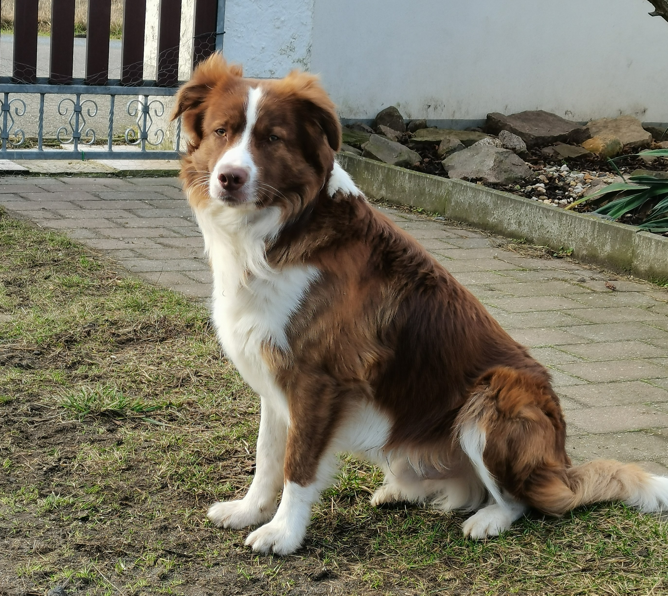 Deckrüde Border Collie x Australien Shepherd - Kein Verkauf - Hunde - Spremberg