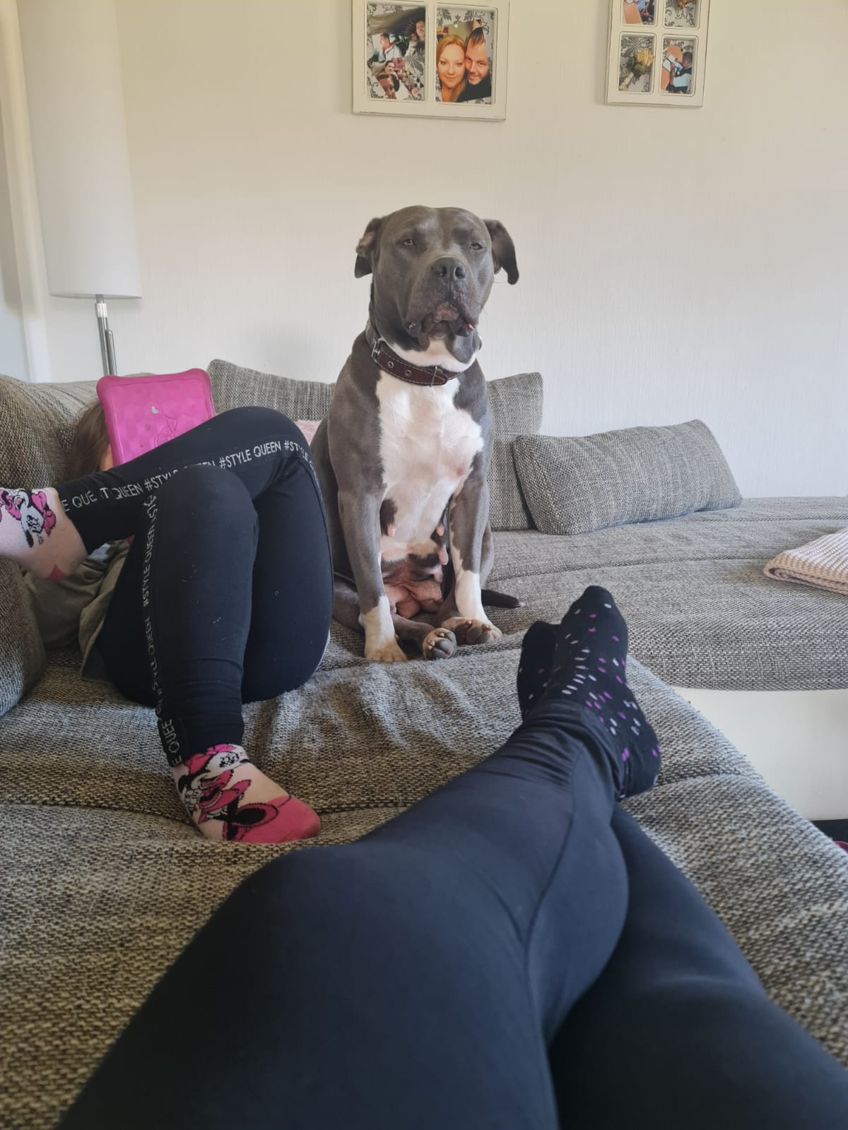 American staffordshire terrier Dame namens coco - Hunde - Twistringen