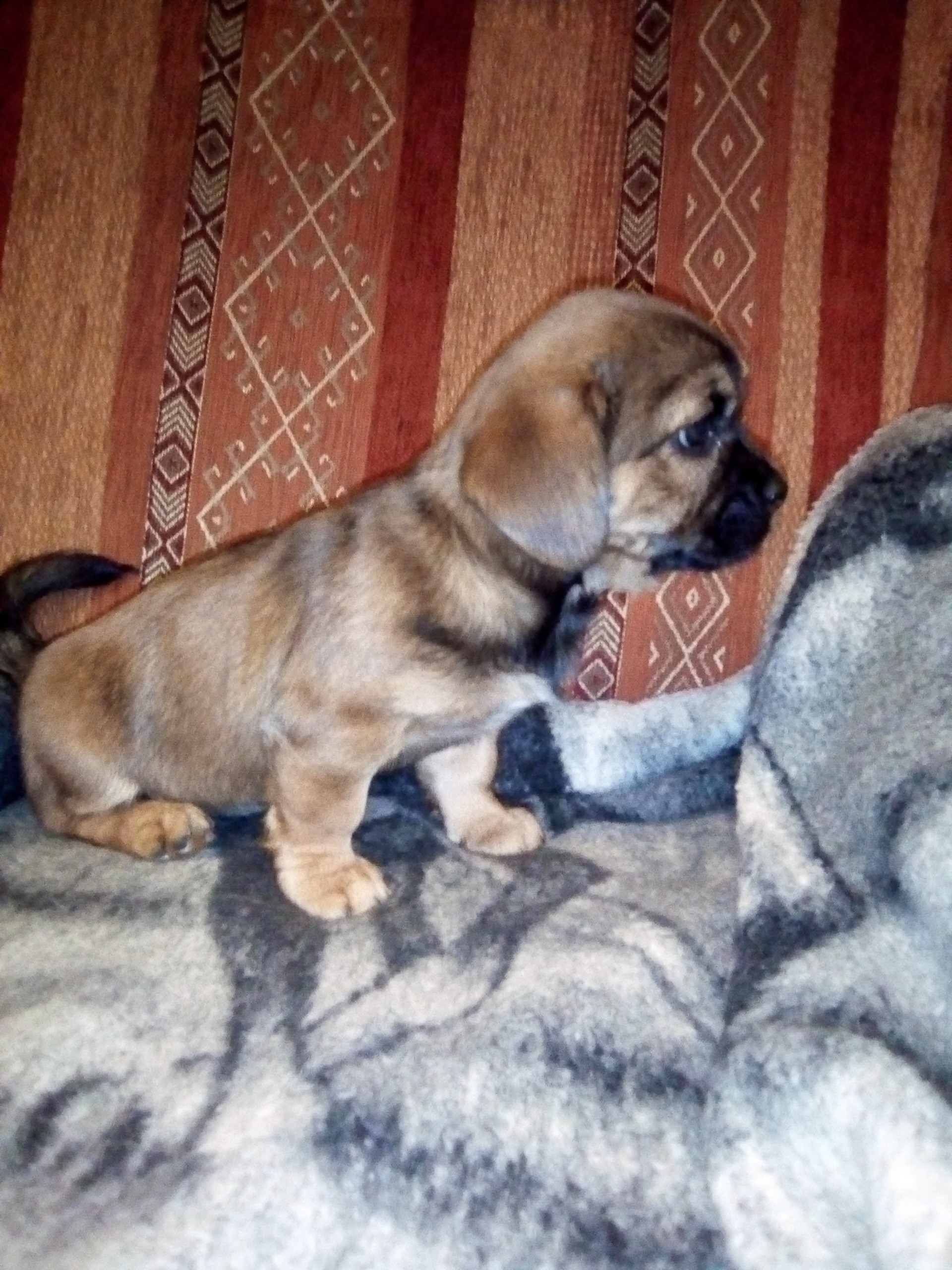 Pekinese mischlinge - Hunde - Köln