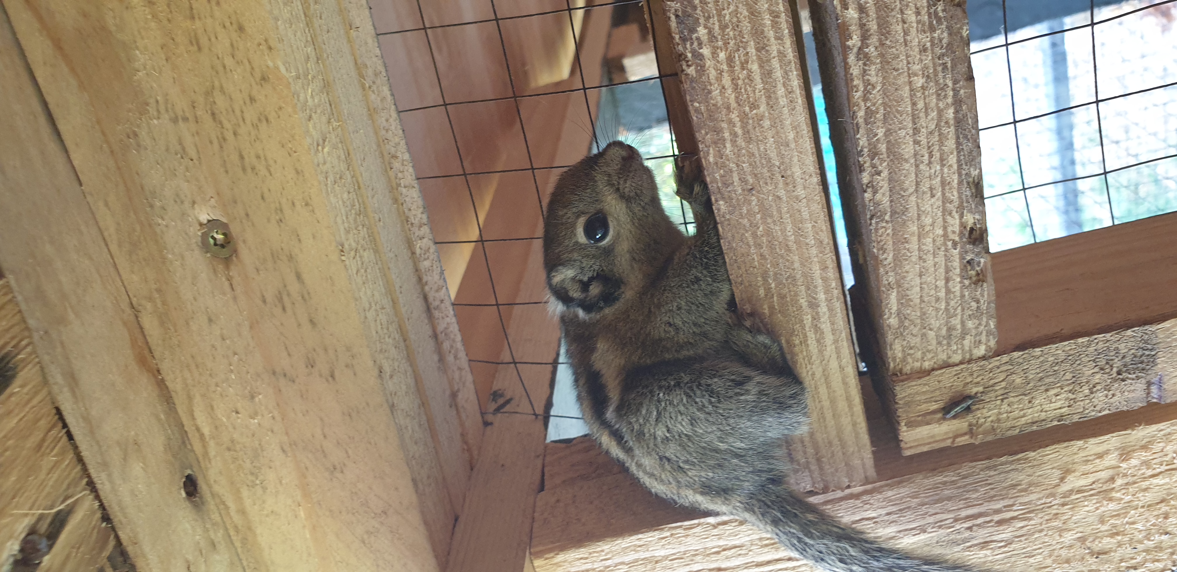 Junge Baumstreifenhörnchen - Nagetiere - Selm