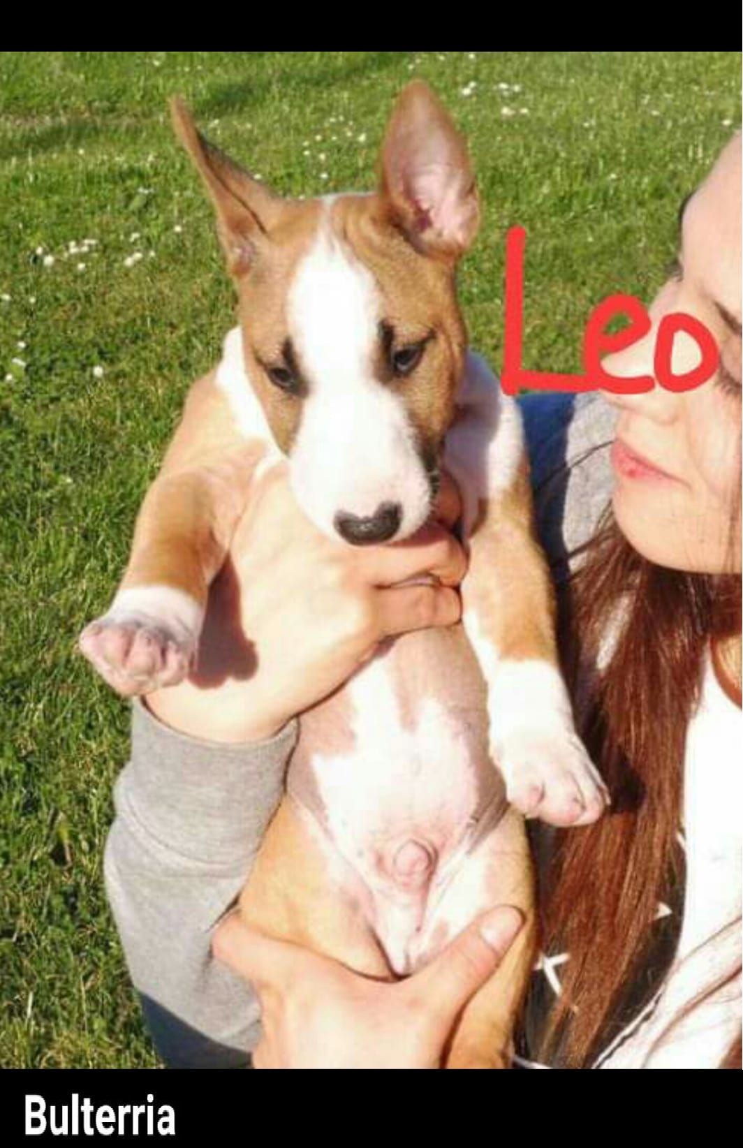 Schöne Bull terrier-Welpen - Hunde - Germering