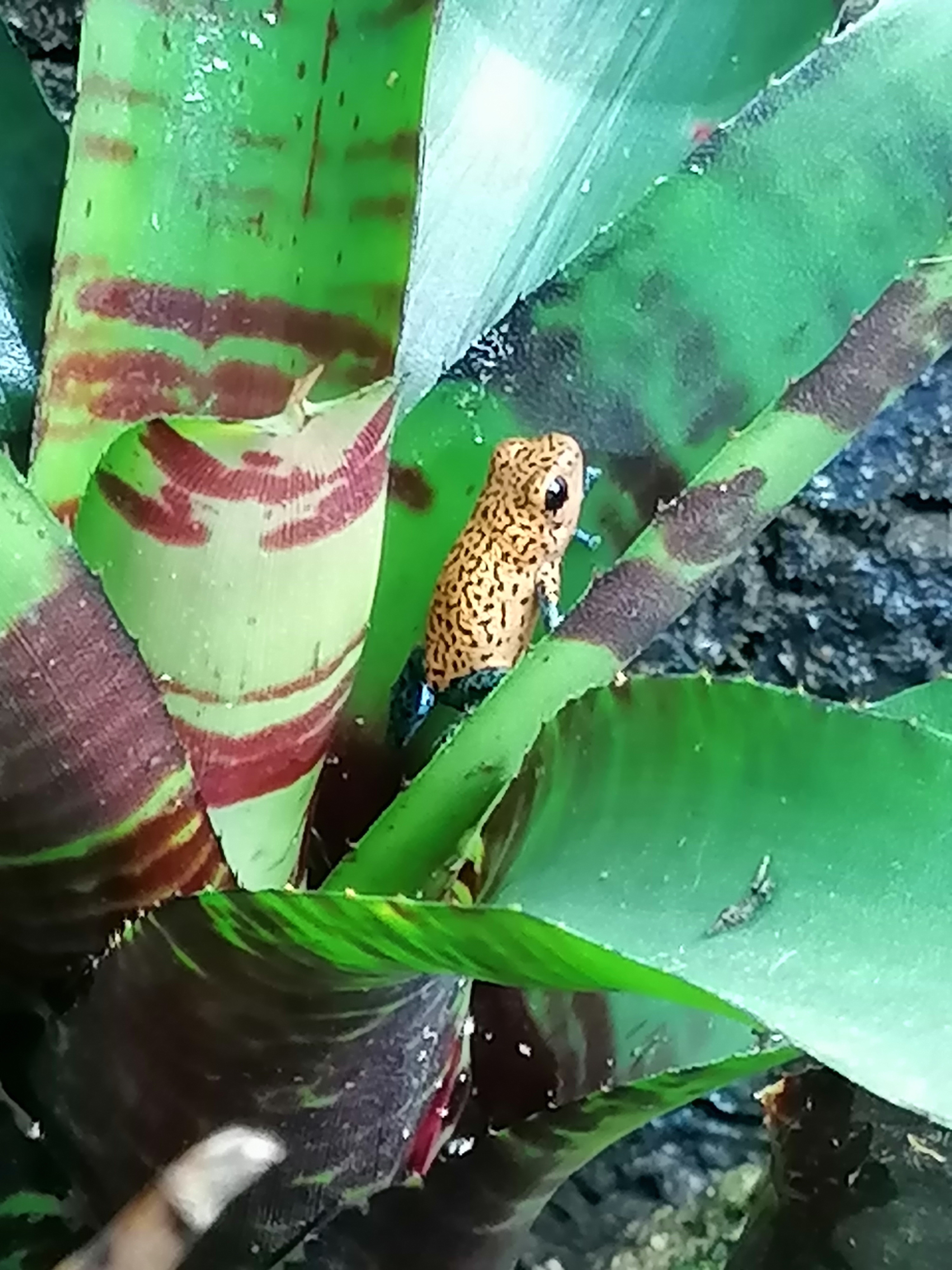 Oophaga pumilio cristobal - Amphibien - Bad Endorf