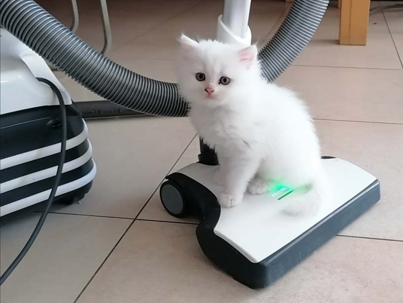 Perser Kitten, Kätzchen - Katzen - Osterhofen