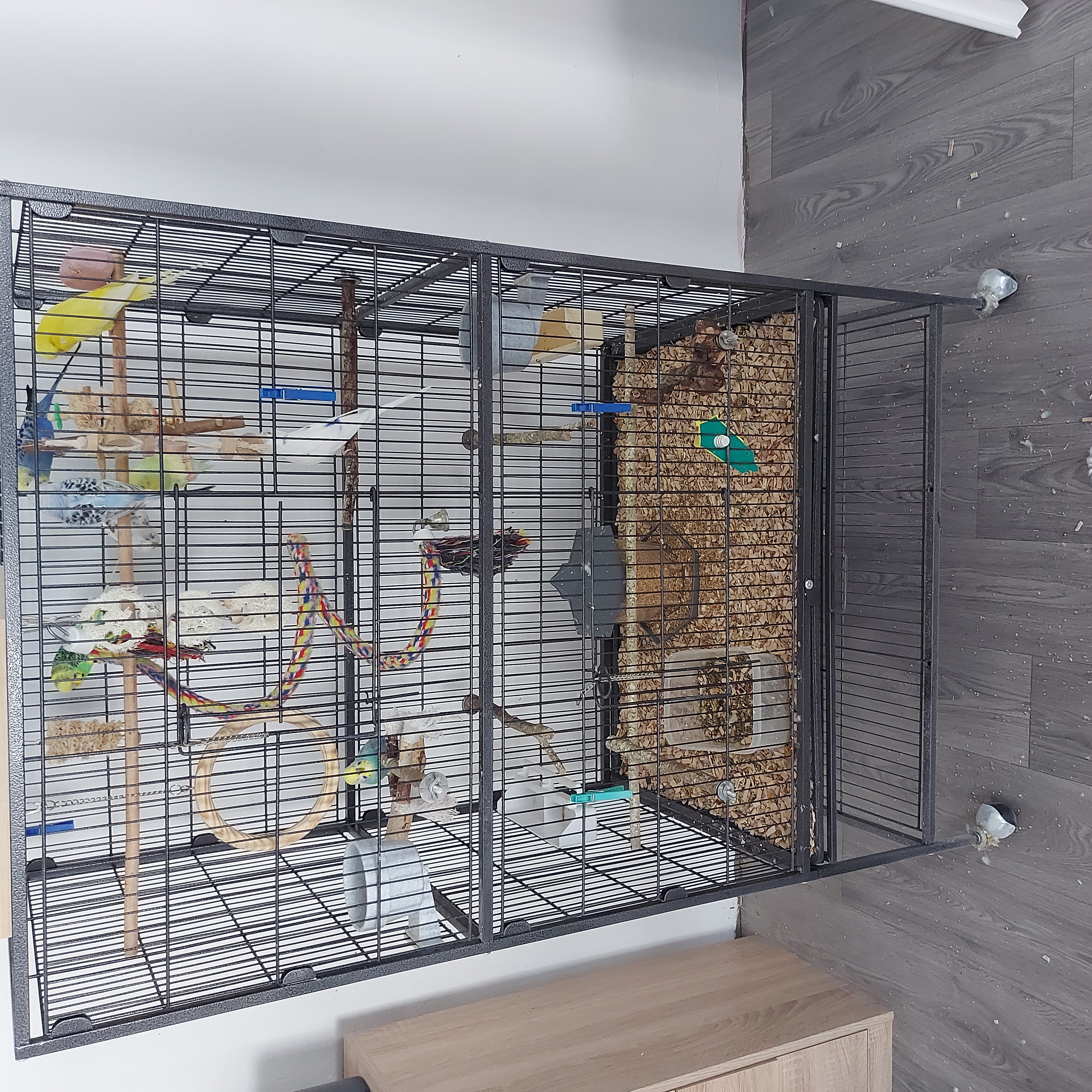 8 wunderschöne Wellensittiche suchen neues Zuhause - Voegel - Waltrop
