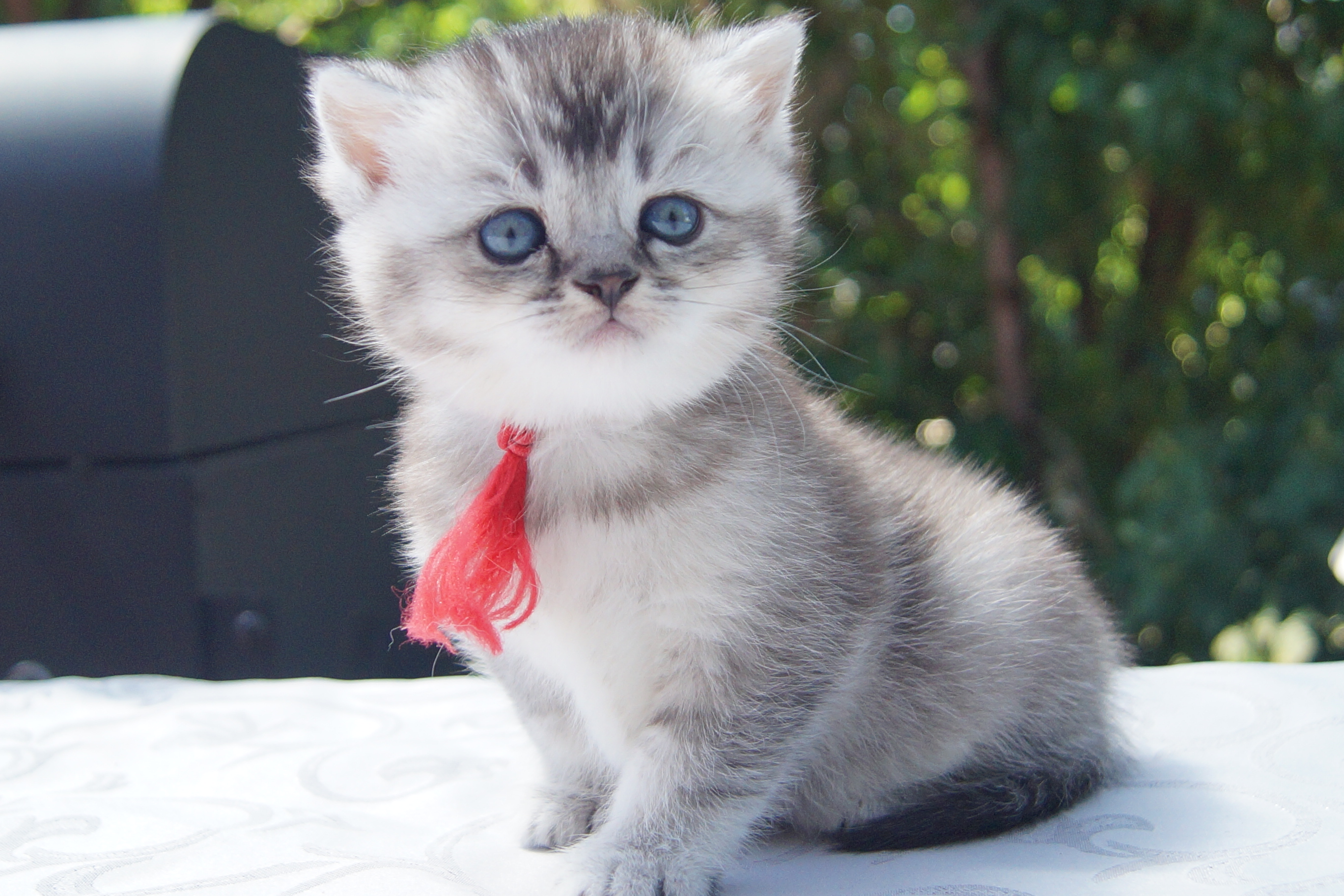 Reinrassige Britisch Kurzhaar Kitten, BKH vom Kragener Eck - Katzen - Hartheim