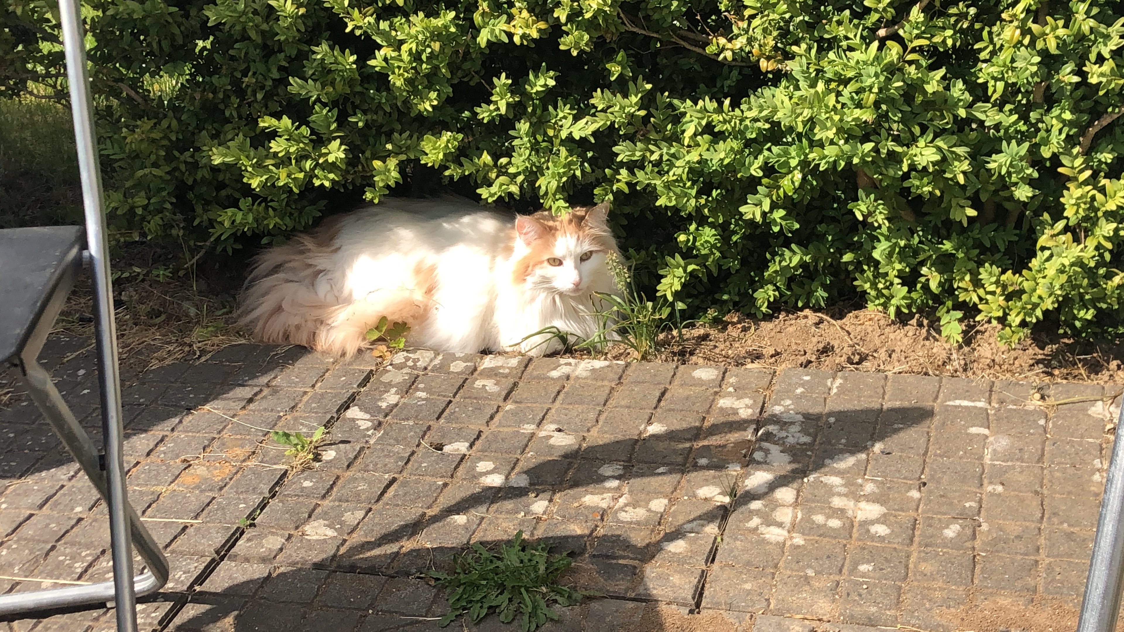 Norwegische Waldkatze und Siammix Damen - Katzen - Schöningen