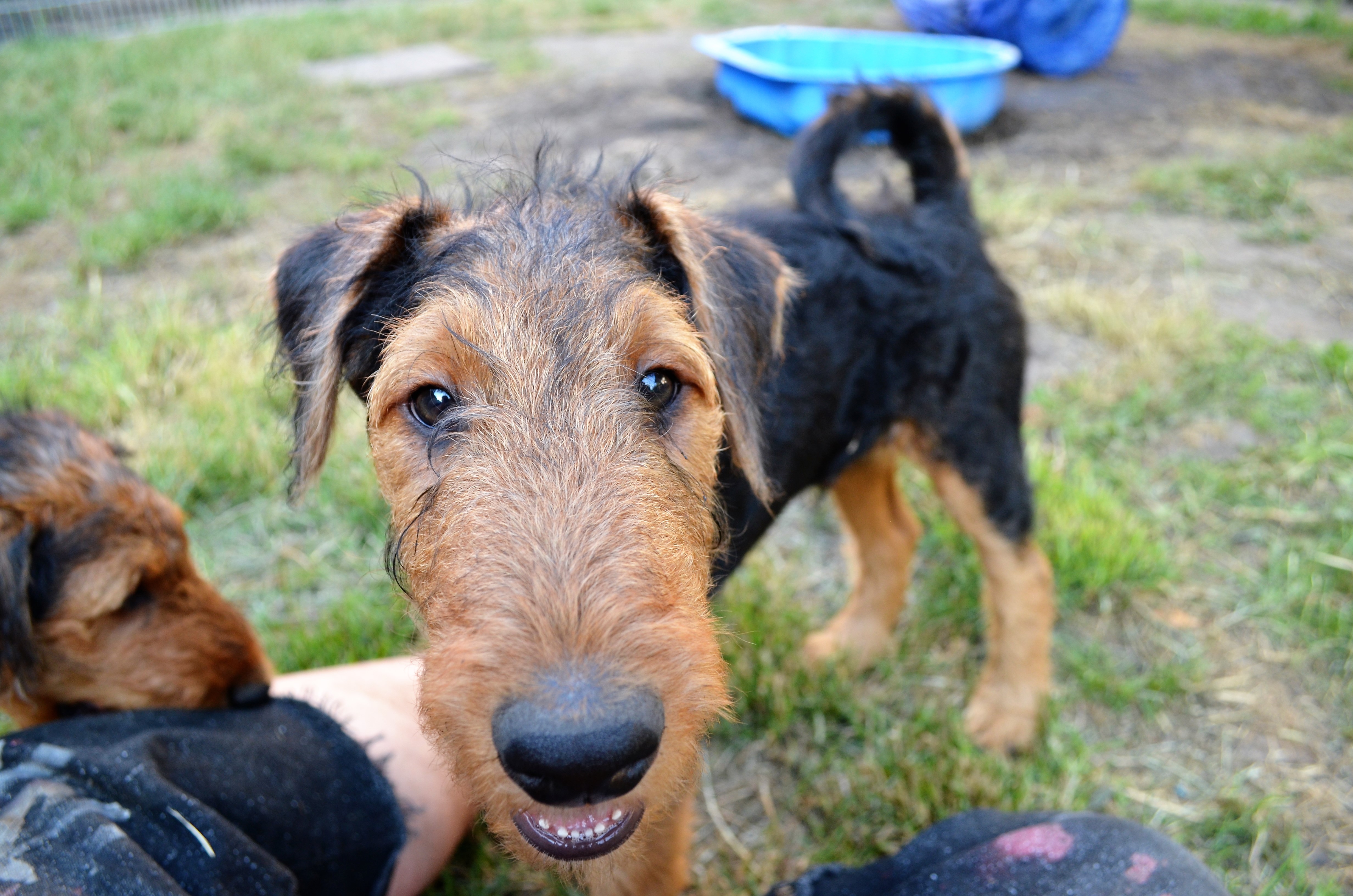Airedale Terrier Welpen - Hunde - Essen