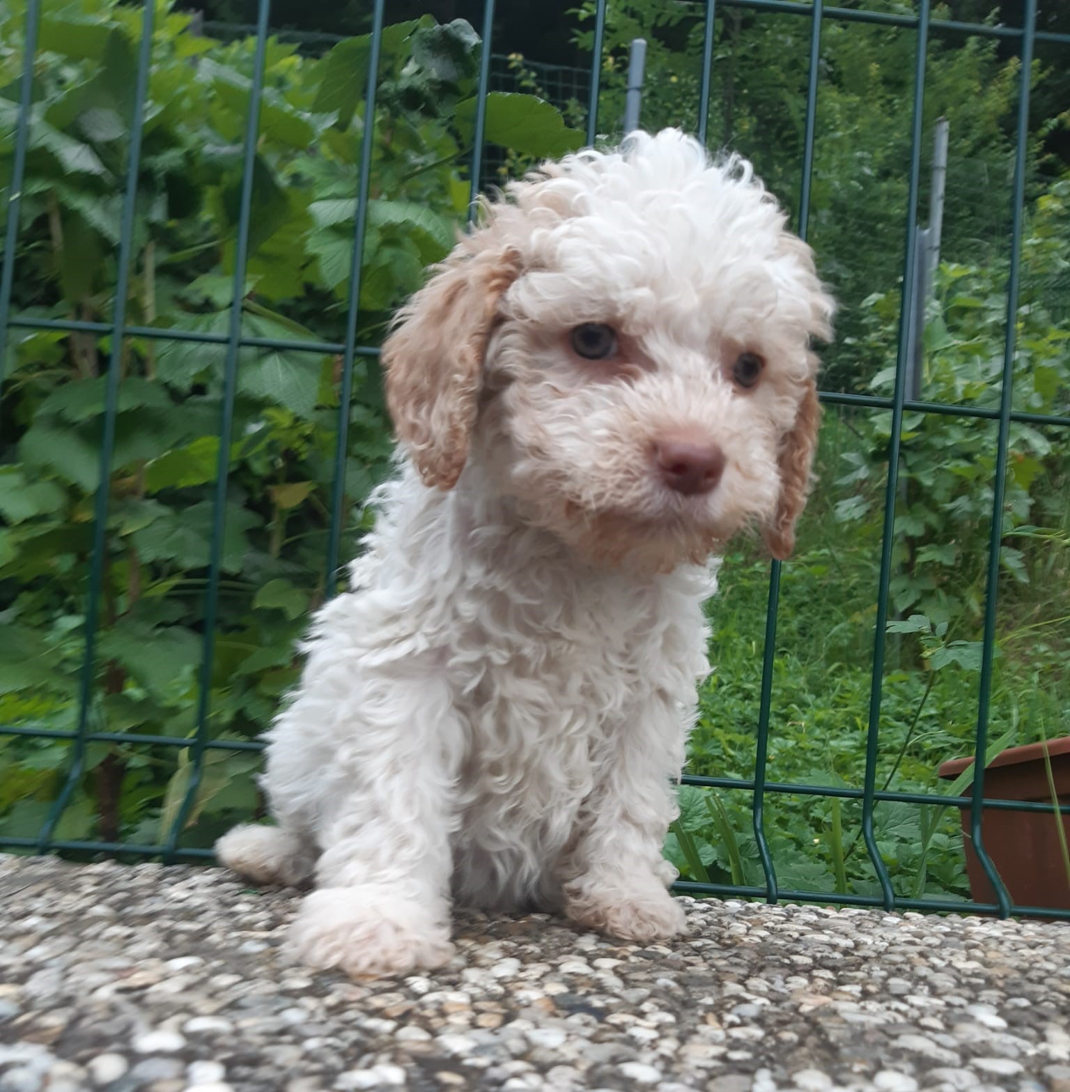 Lagotto Romagnolo - Hunde - Wien
