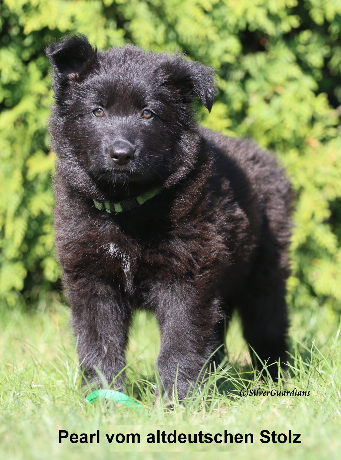 Altdeutsche Schäferhund Welpen - Hunde - Nordrhein-Westfalen - Krefeld