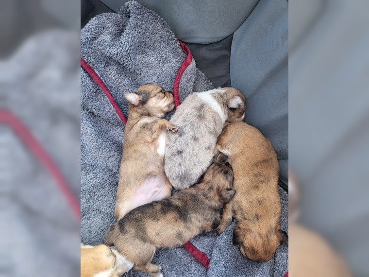 Wir suchen Dich - Hunde - Oetzen