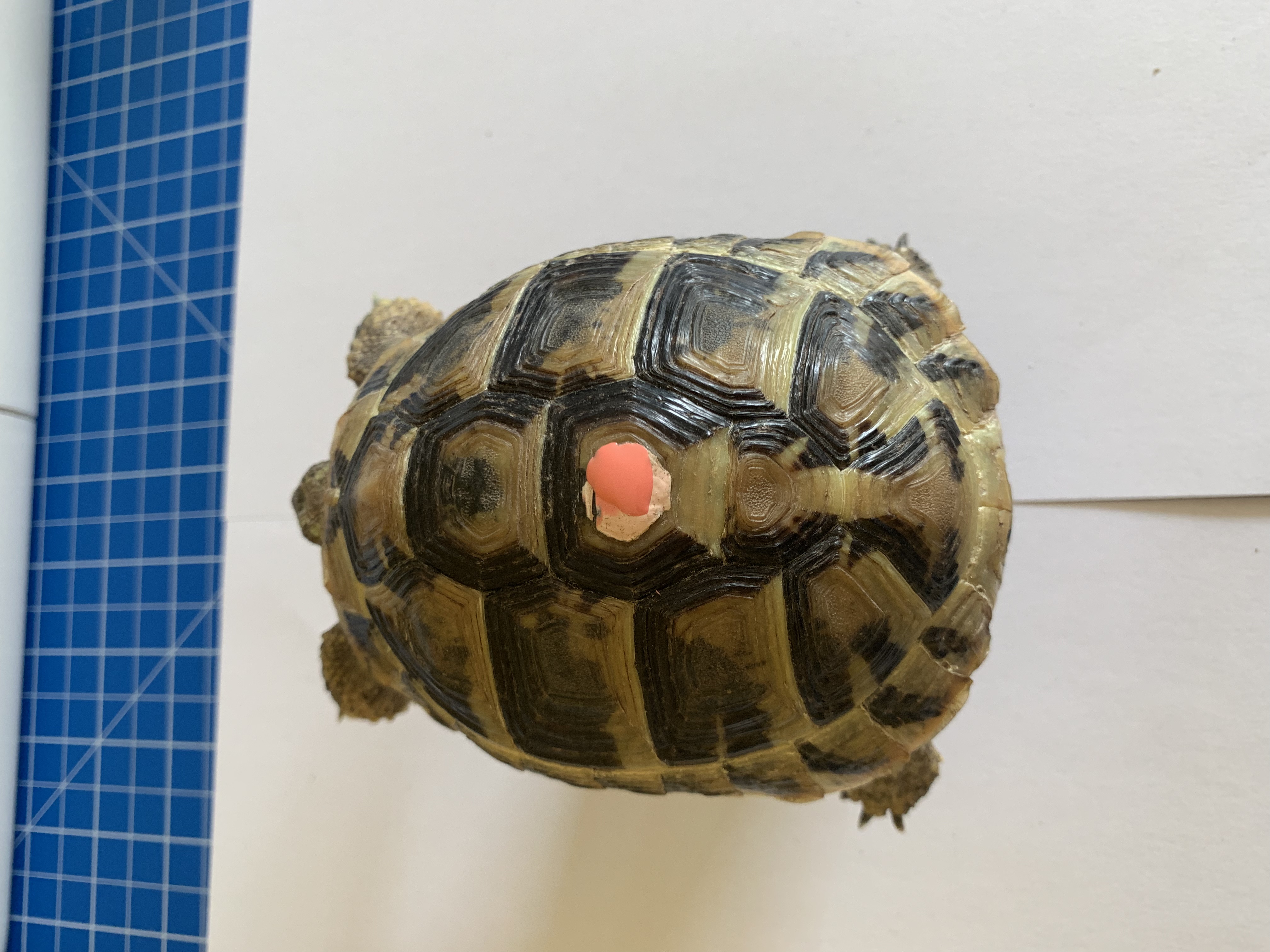Griechische Landschildkröten - Reptilien - Leverkusen