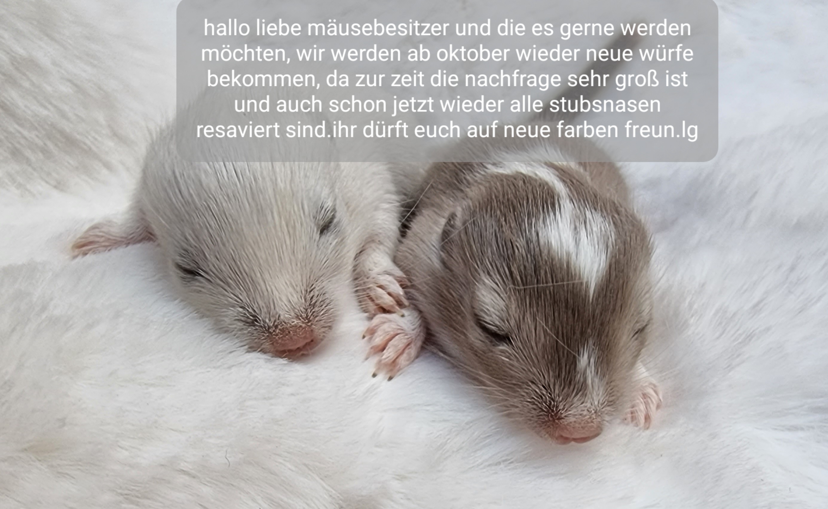 Mega süsse Rennmausbabys suchen ein neues zuhause - Nagetiere - Ascheberg