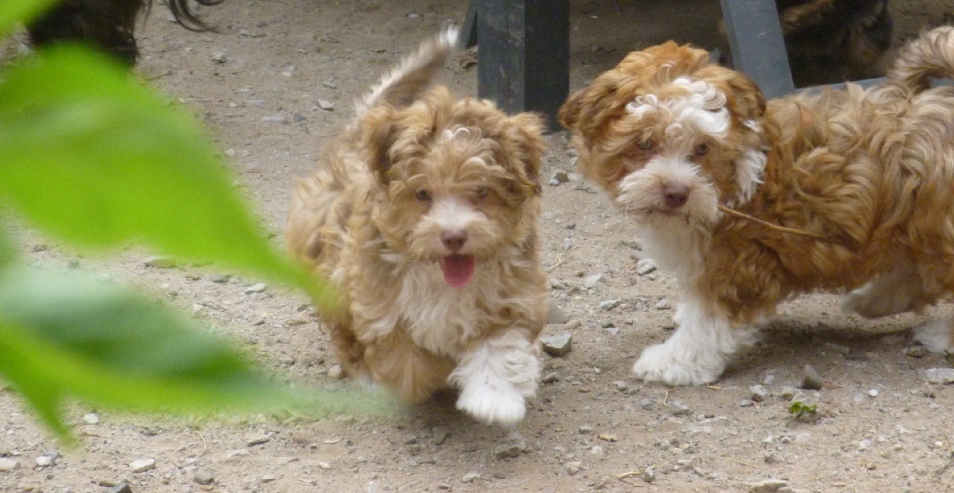 Bolonka Zwetna Welpen - Hunde - Bad Arolsen