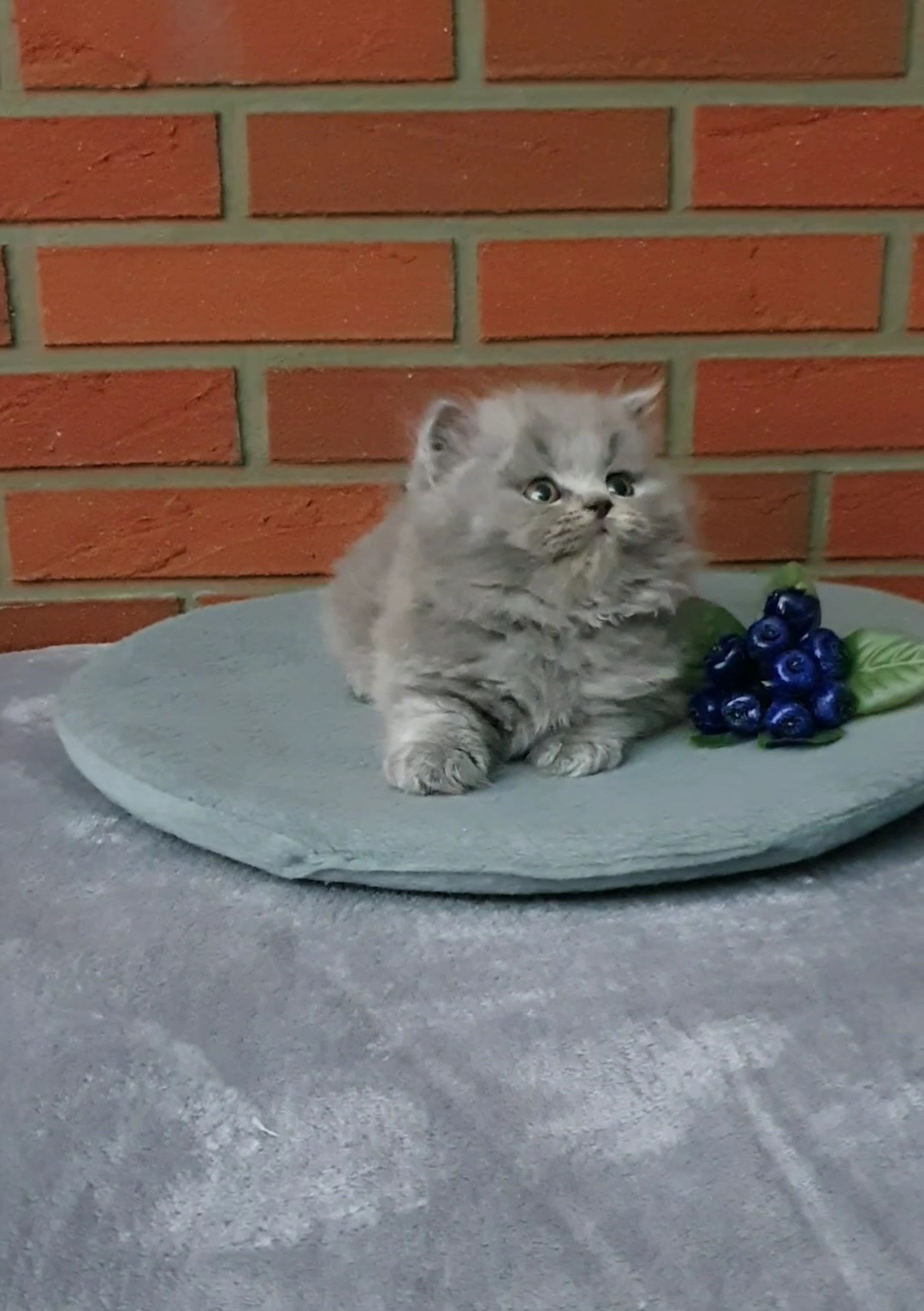 Umzugsbereit BLH Britisch Langhaar Katzenbaby männlich in blau mit Stammbaum! - Katzen - Stuttgart