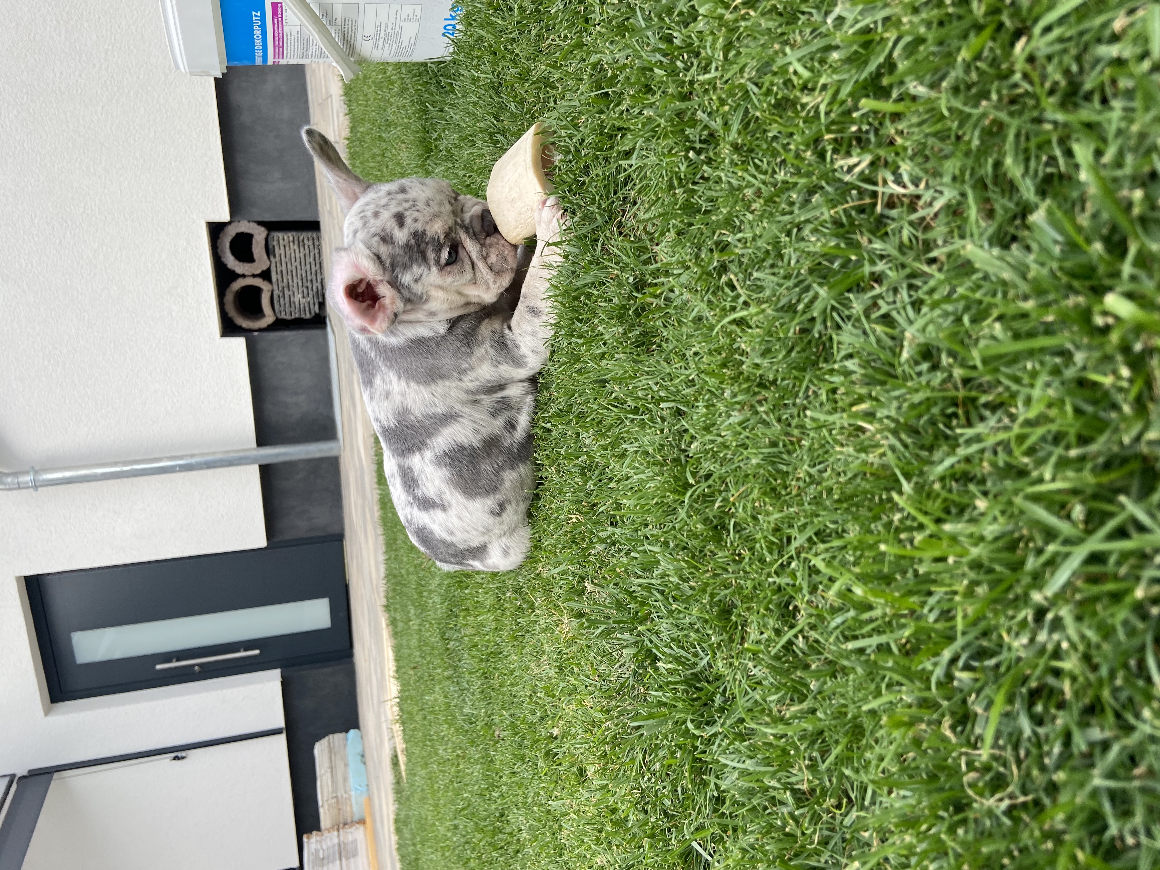Reinrassige französische Bulldoggen Welpen - Hunde - Alsbach Hähnlein