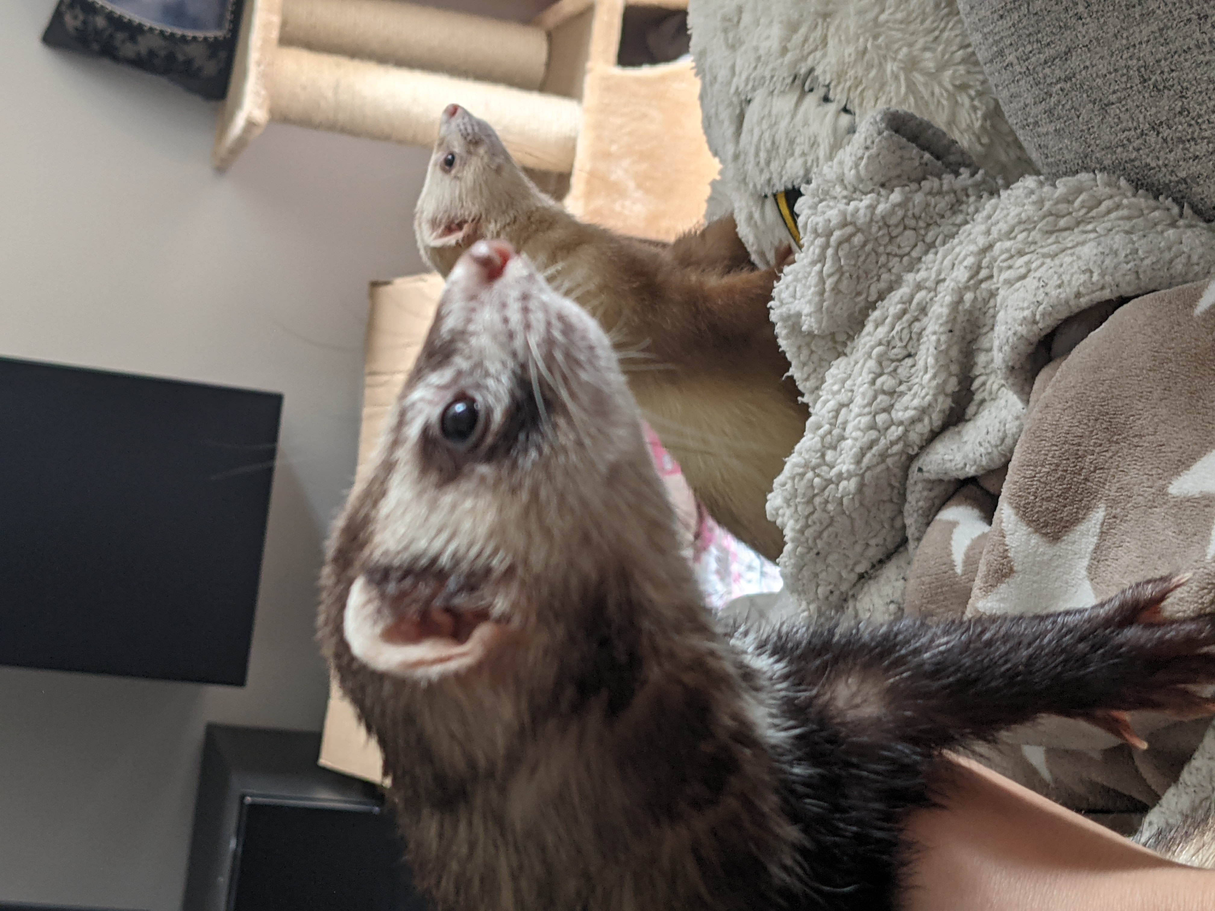 2 Frettchenrüden abzugeben - Nagetiere - Mönchengladbach