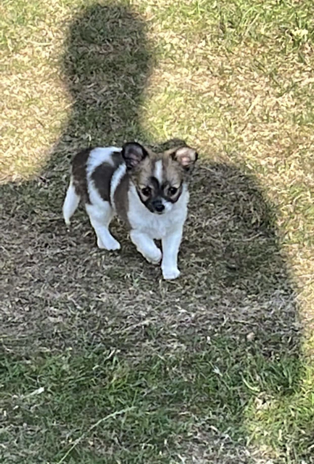Reinrassiger Chihuahua Rüde - Hunde - Westerstede