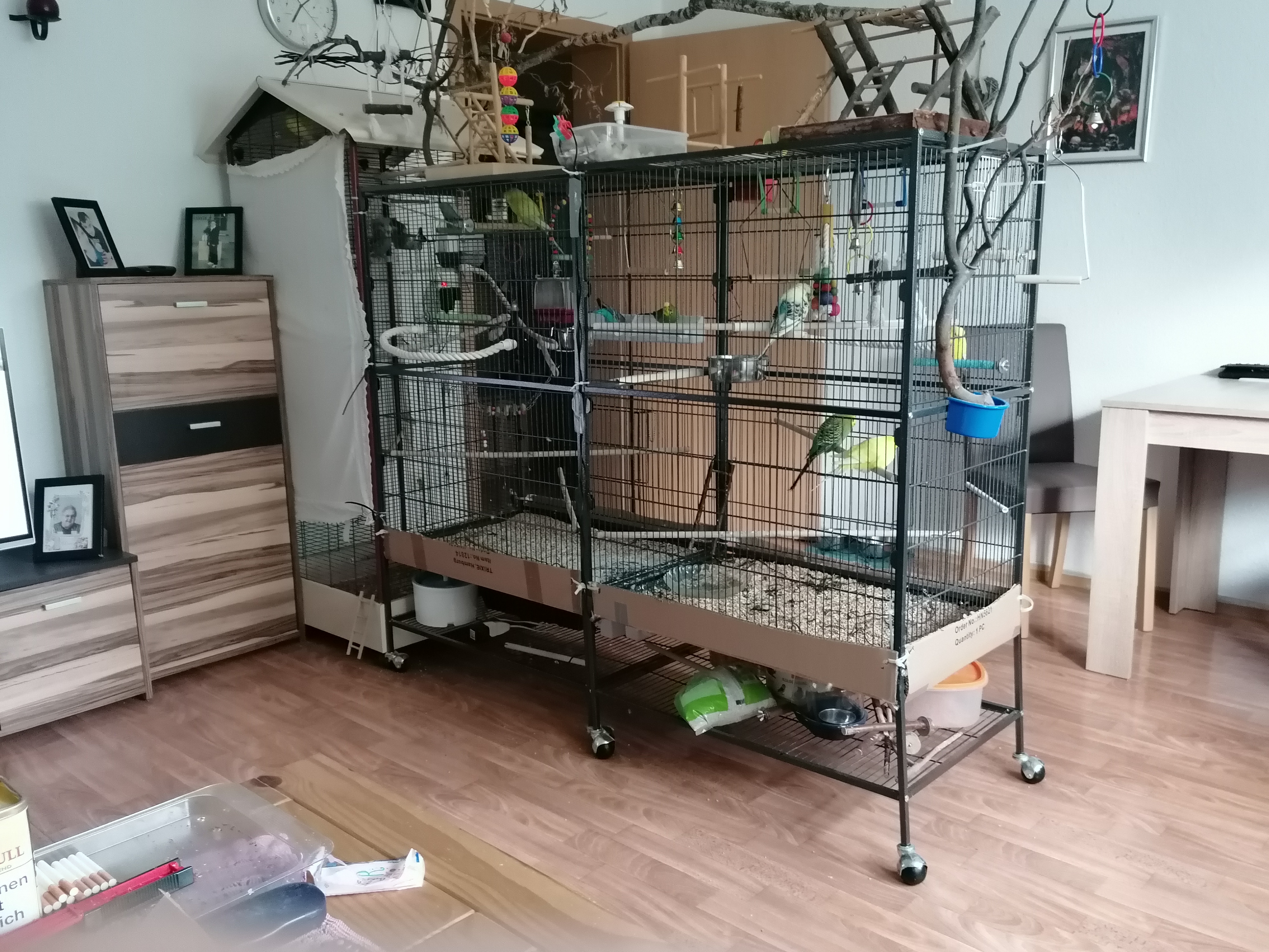 Wellensittiche suchen ein neues Zuhause - Voegel - Hattingen