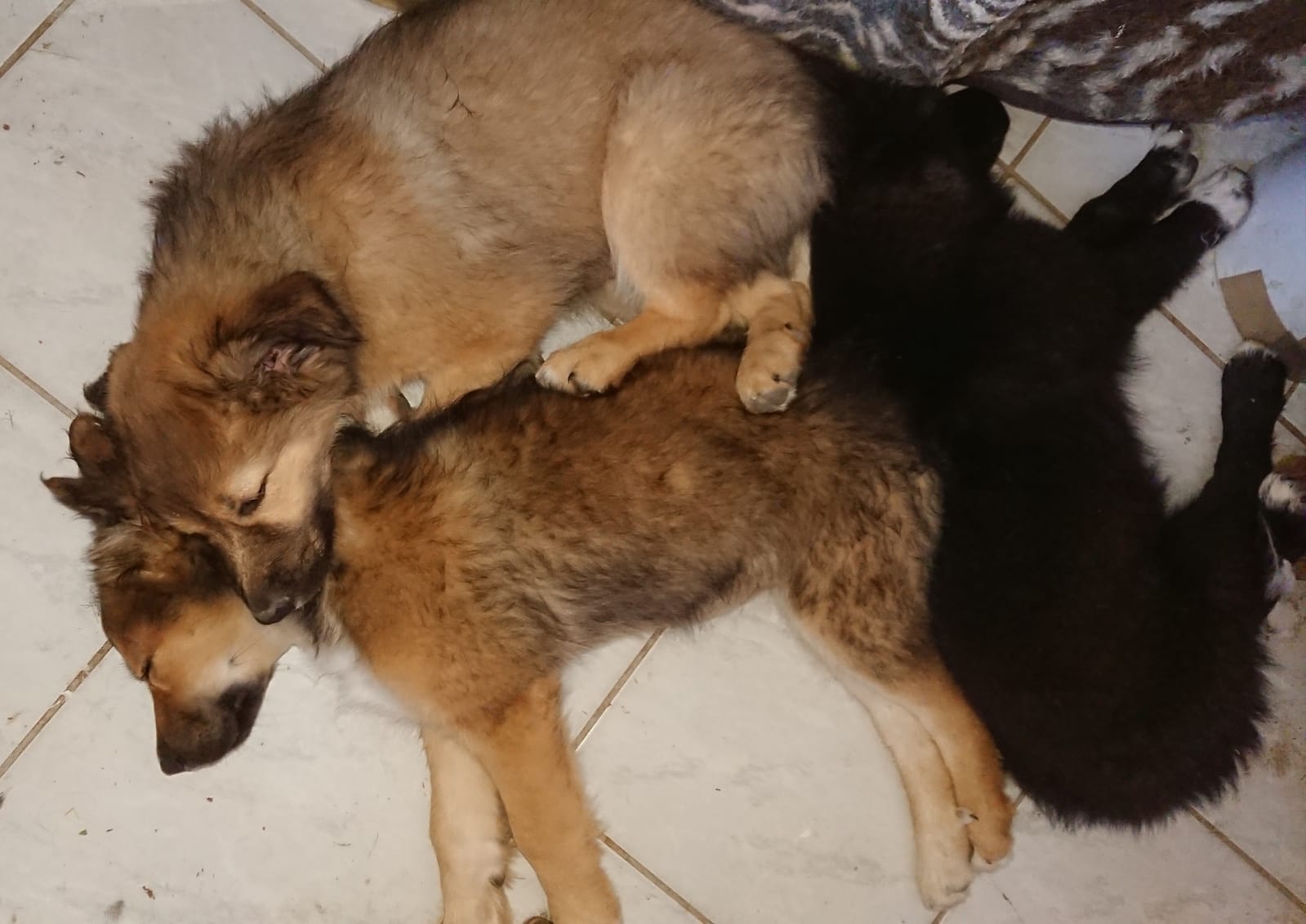 Altdeutscher Hütehund x Border Collie - Hunde - Oschatz