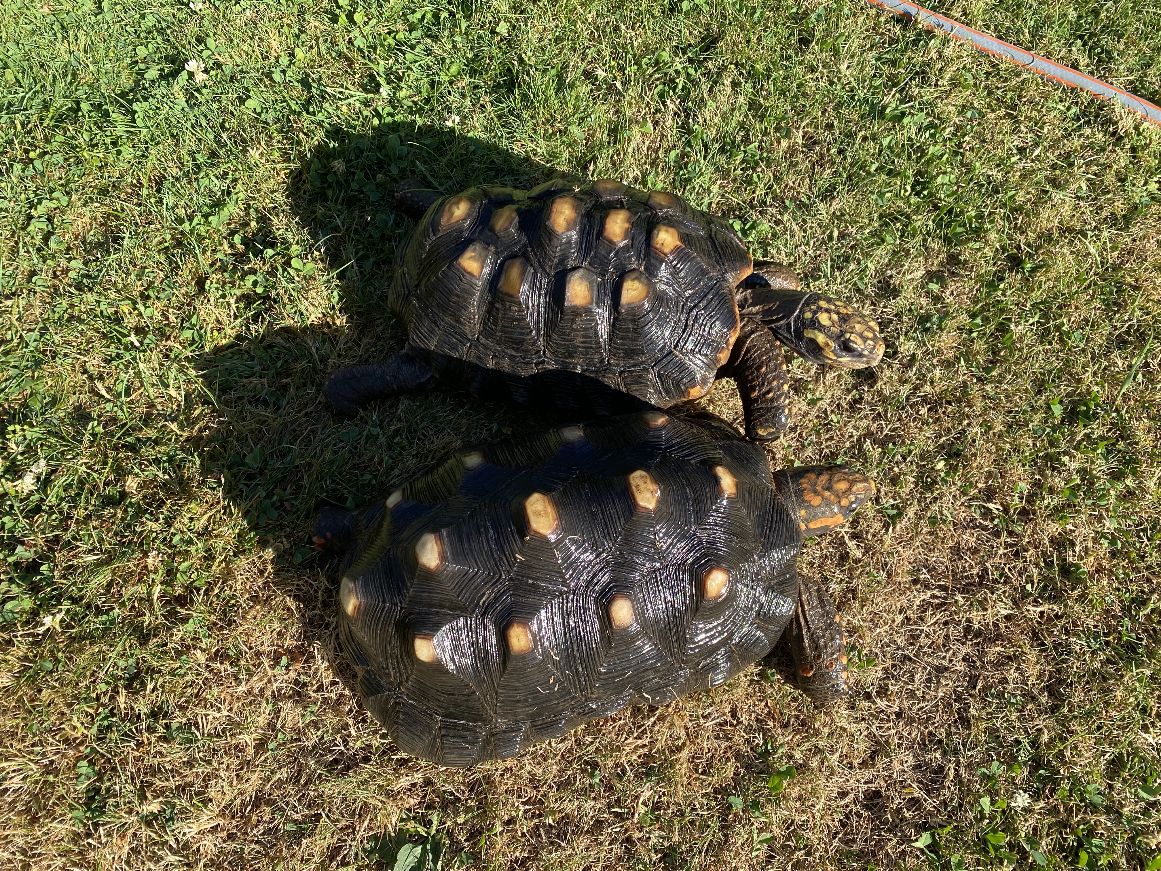 Köhlerschildkröten abzugeben - Reptilien - Augsburg