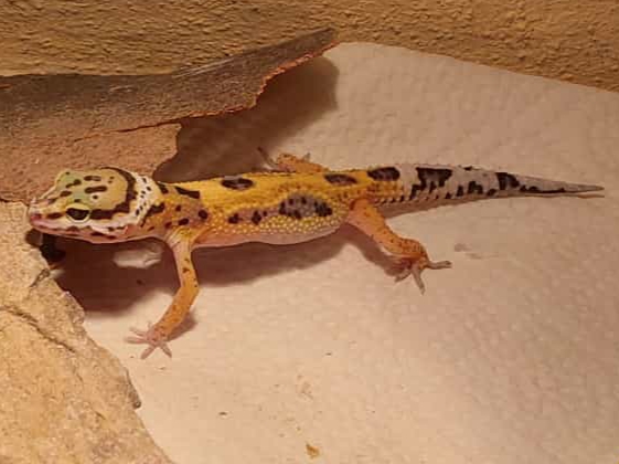 Leopardgeckos  Giants vs Eclipse  NZ 30.07.2022 - Reptilien - Wien