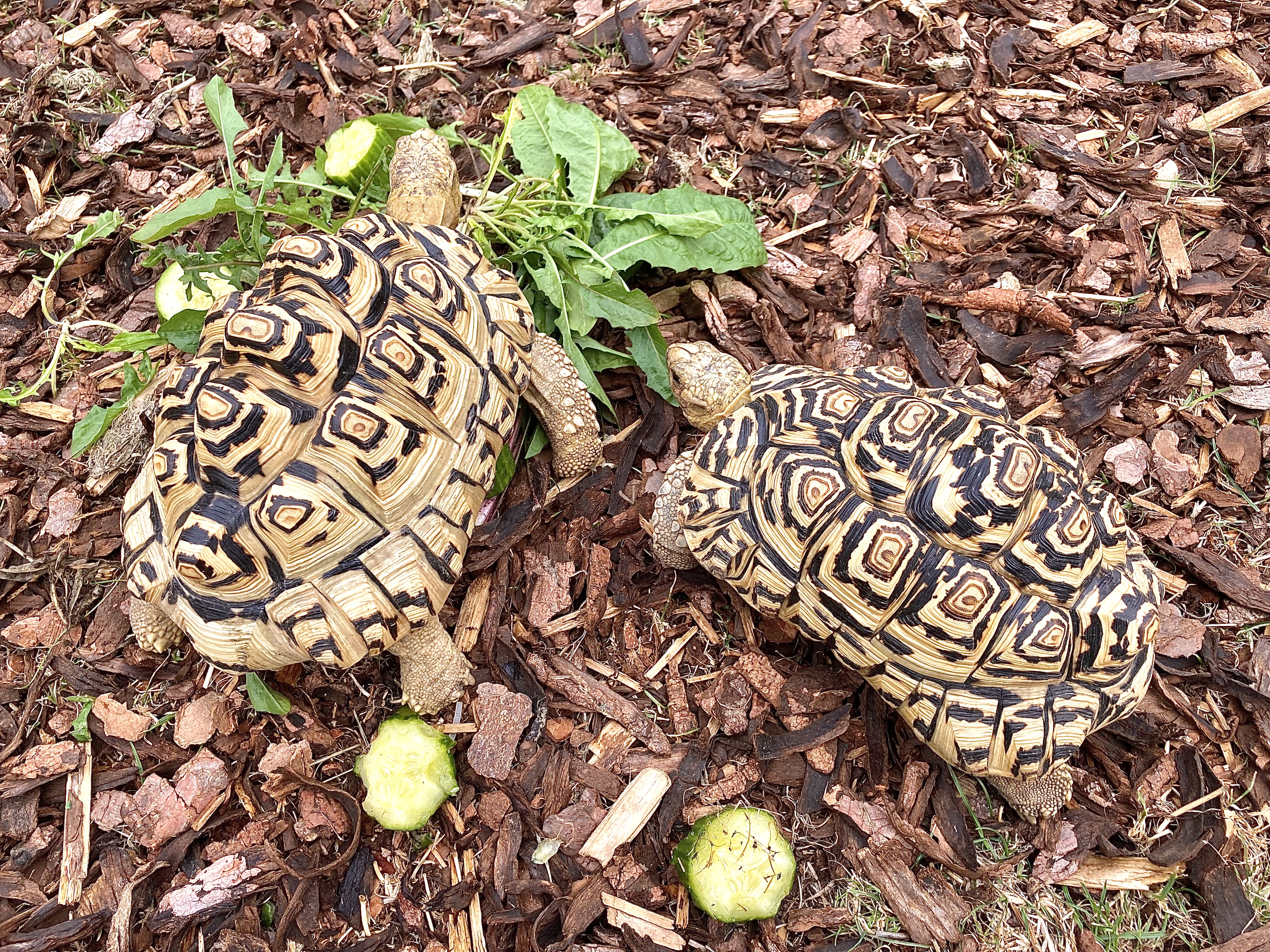 Pantherschildkröten (Geochelone pardalis) - Reptilien - Magdeburg