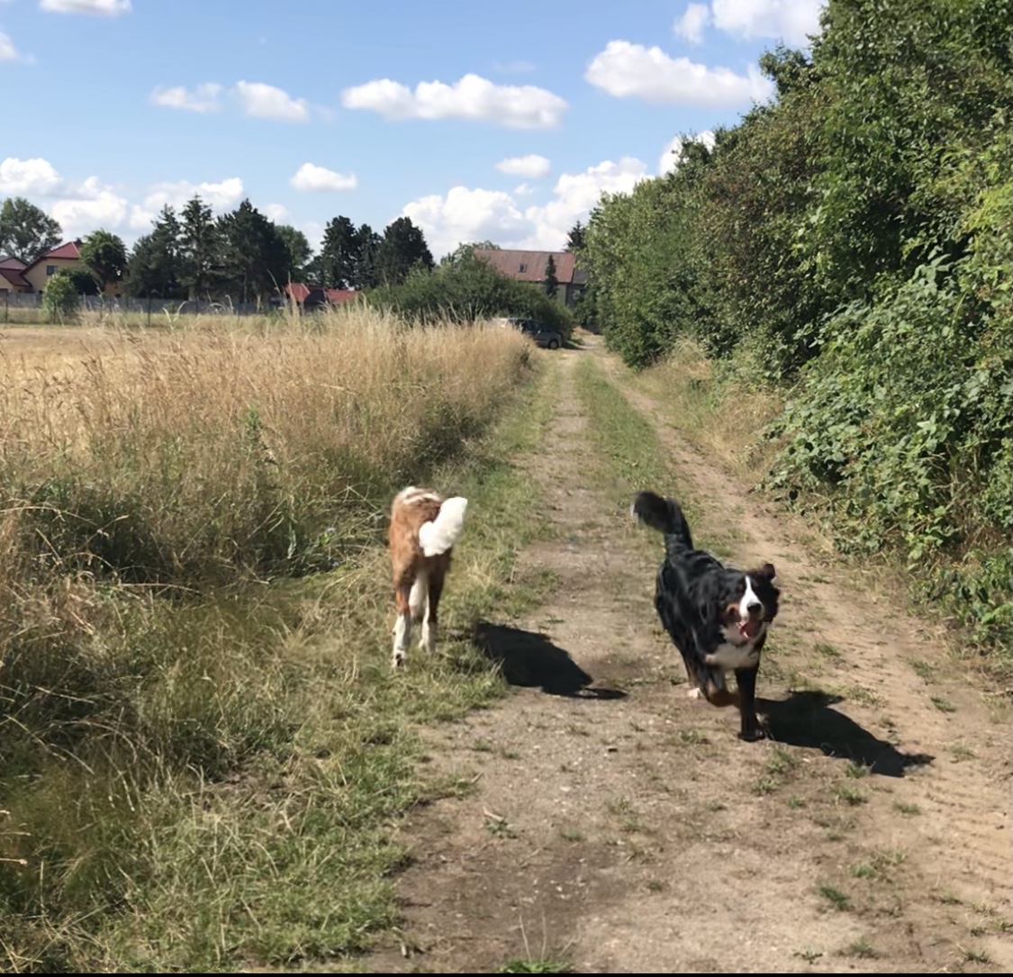 Deckrüde gesucht - Hunde - Leipzig