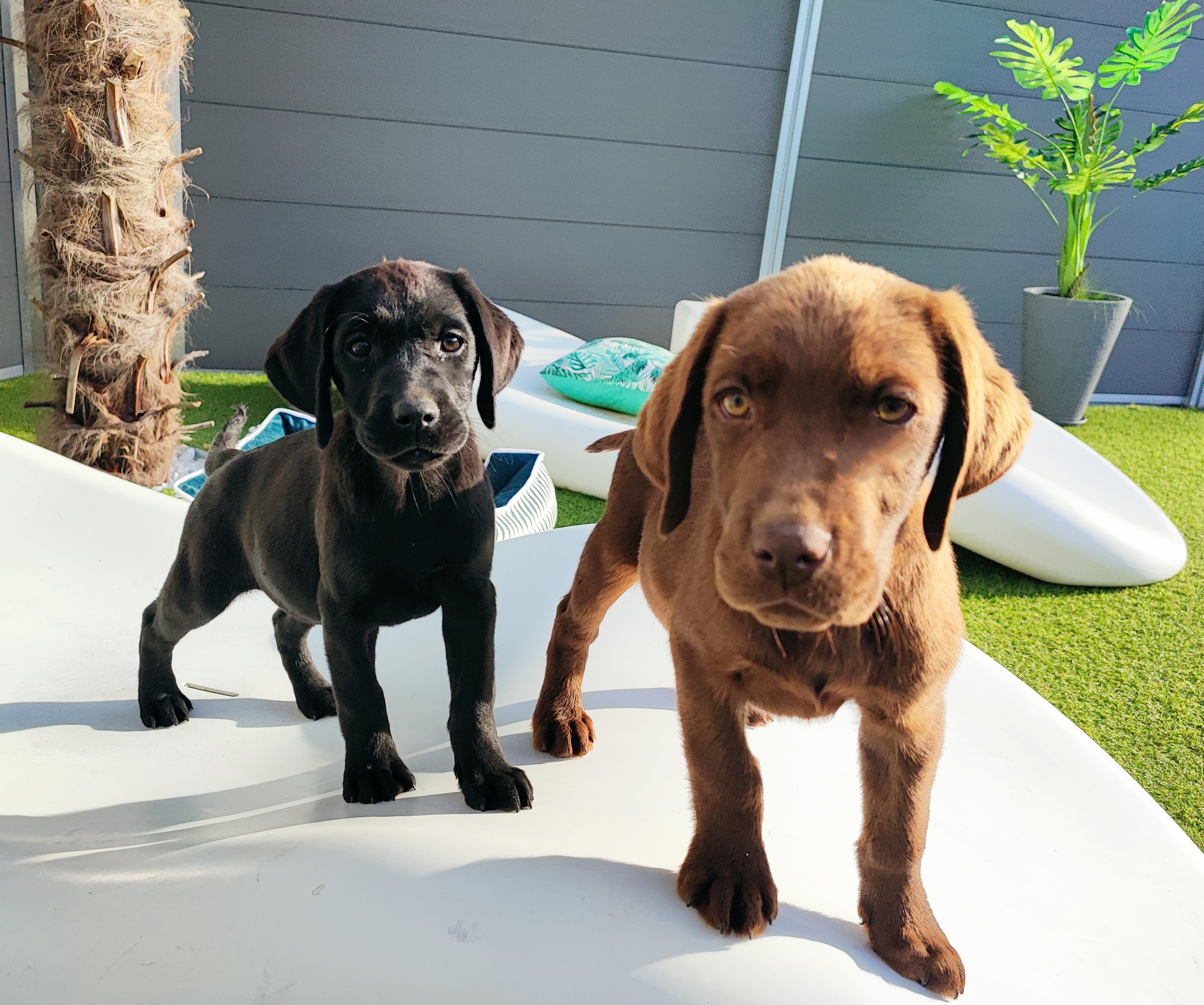 Süße Labrador Welpen in schwarz und schoko - Hunde - Neuwied
