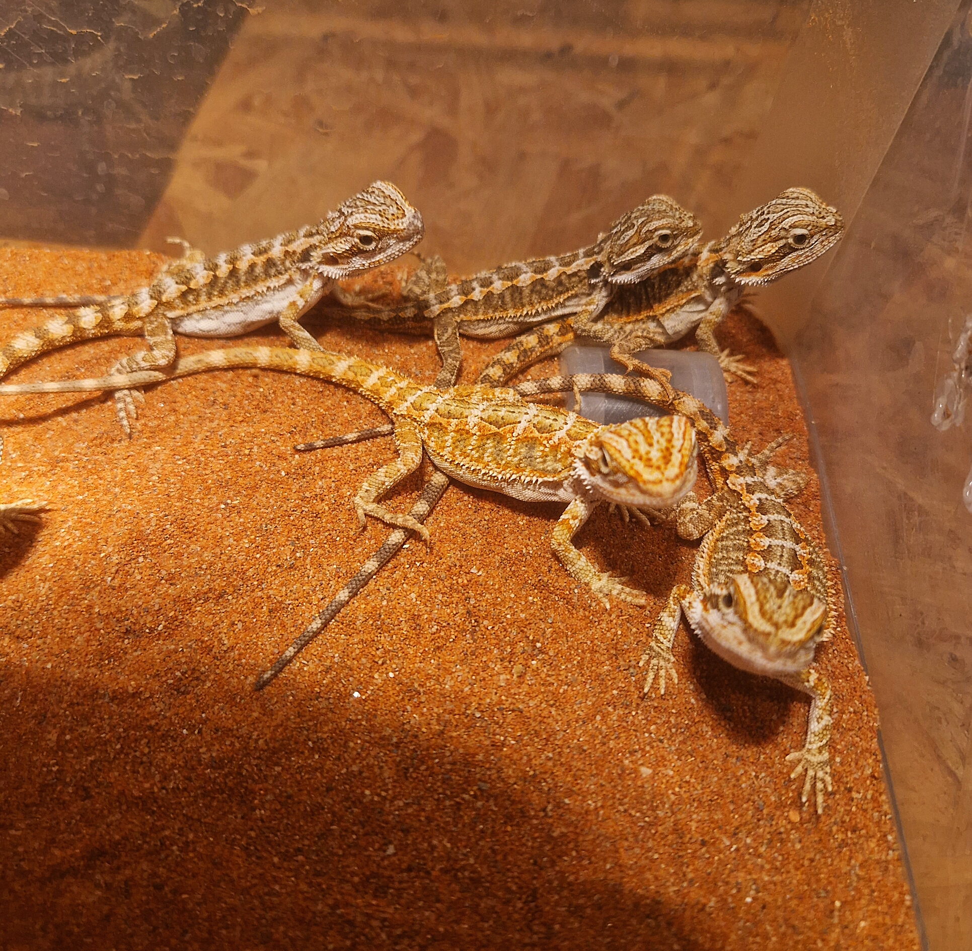 Bartagamen im liebevolle hände abzugeben - Reptilien - Köthen Anhalt