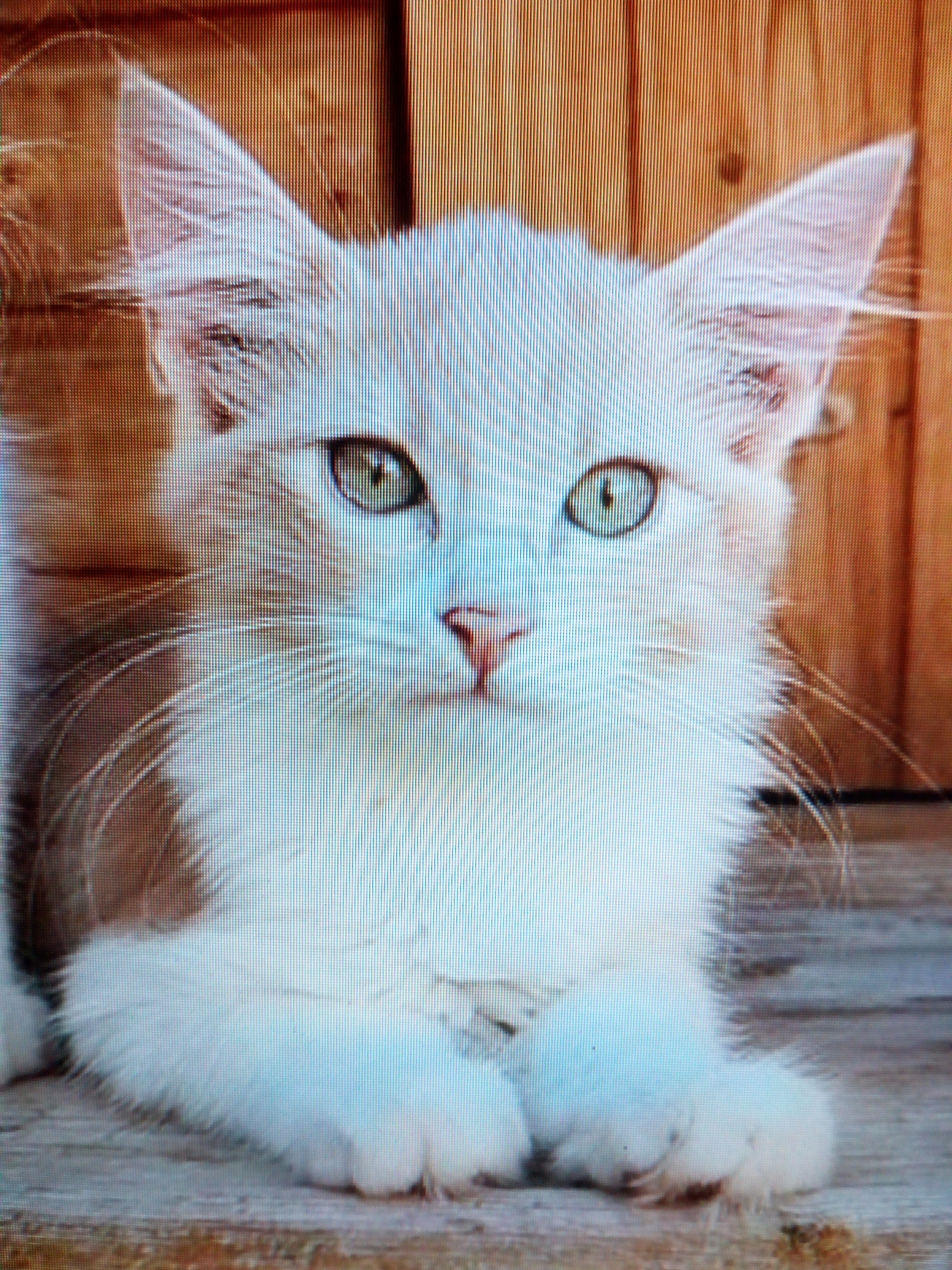 Kleiner Kater sucht Flugpaten Mallorca nach Frankfurt - Flugpaten - Oestrich Winkel