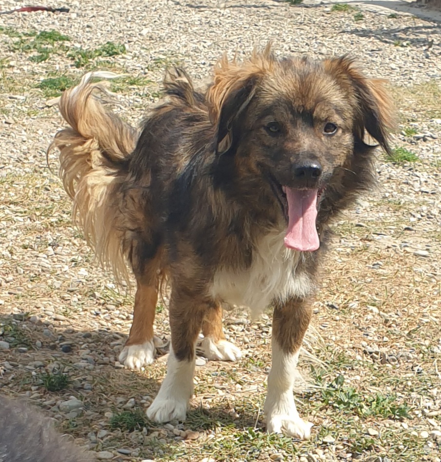 Sammy der Wuschelprinz - Hunde - Wedemark