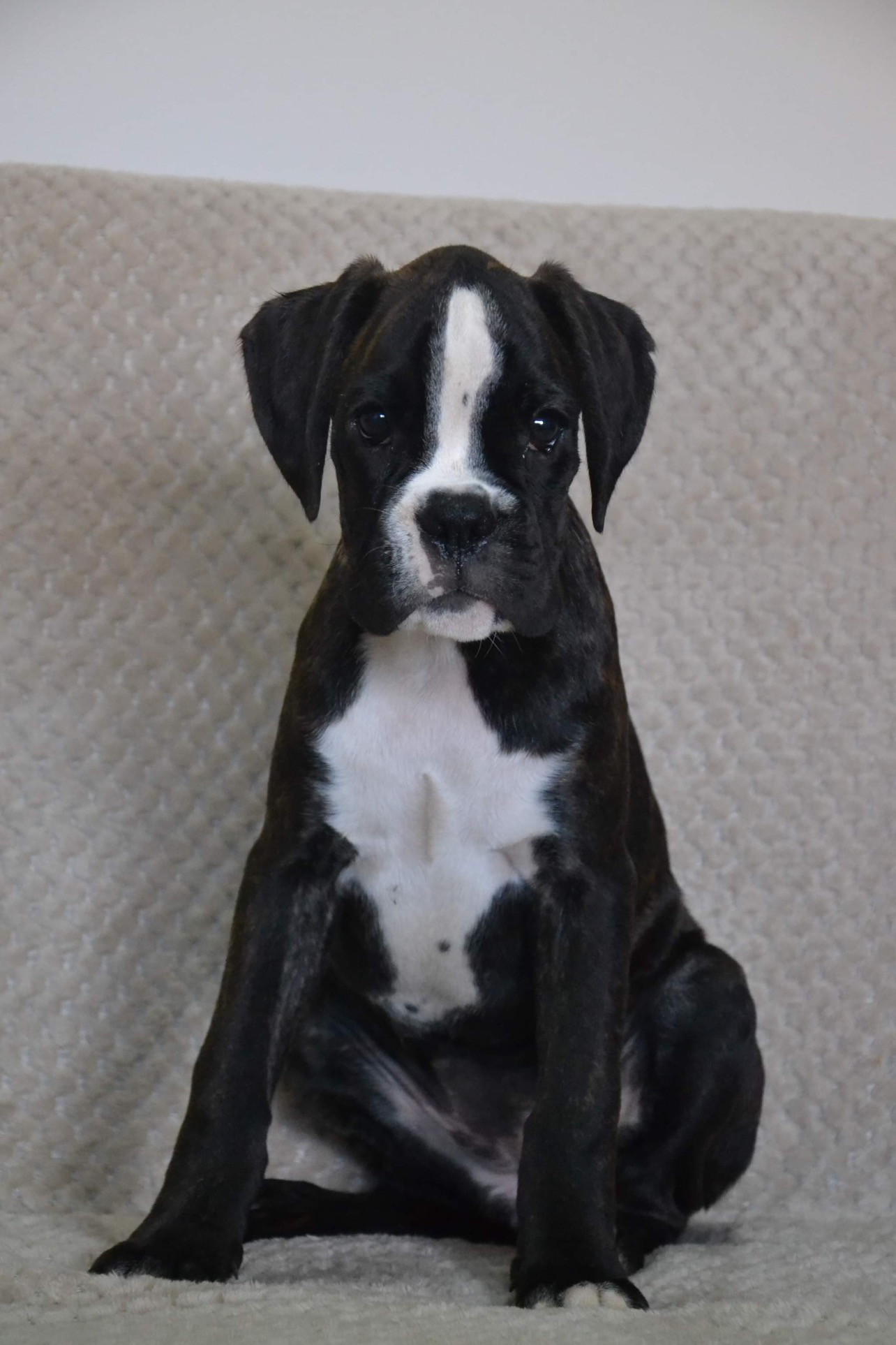 Hübsche Boxerwelpen suchen Ihren Dosenöffner - Hunde - Gelsenkirchen